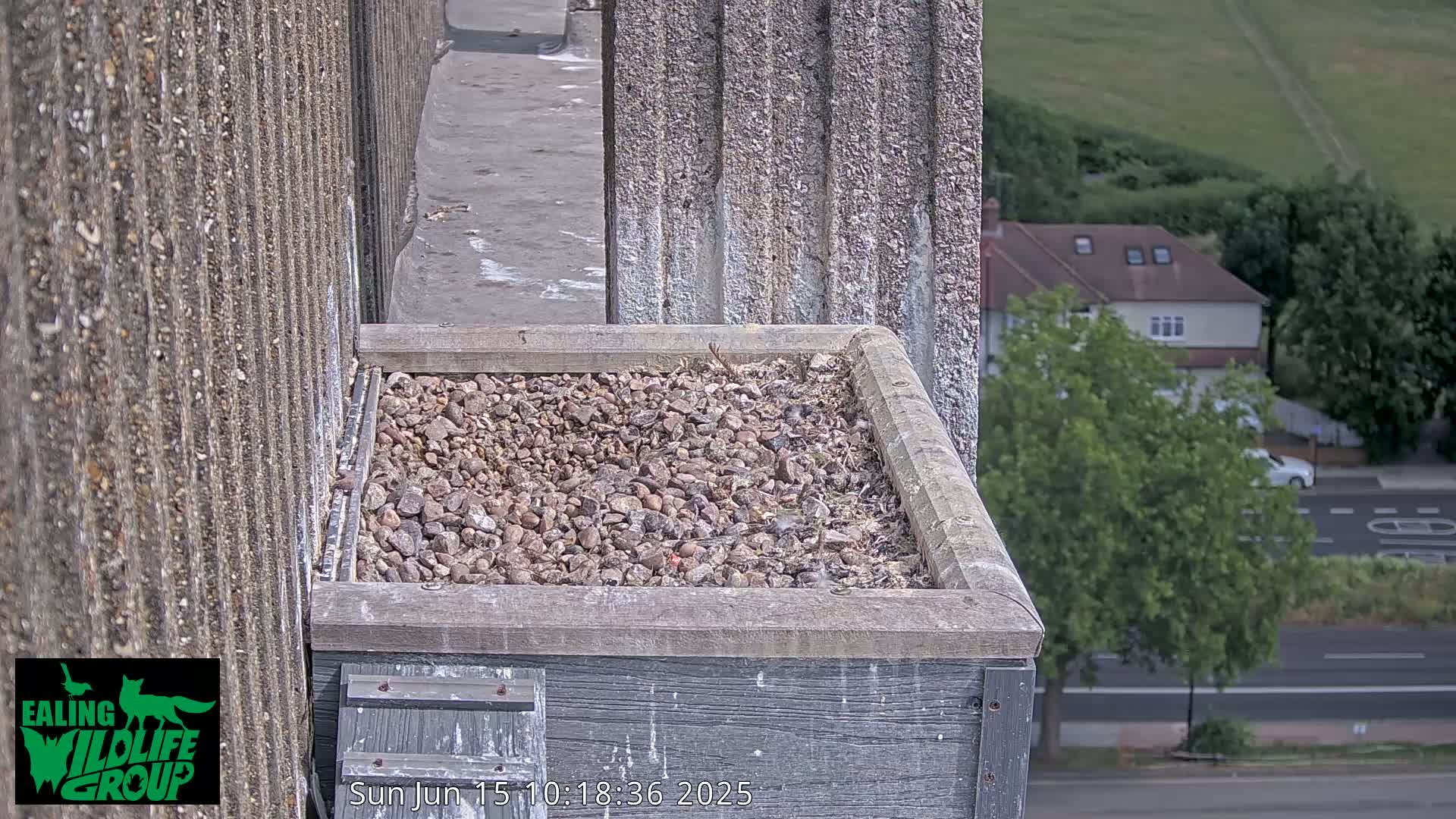 A gravel-filled bird nesting box sits atop a building overlooking a sunny street and residential area.