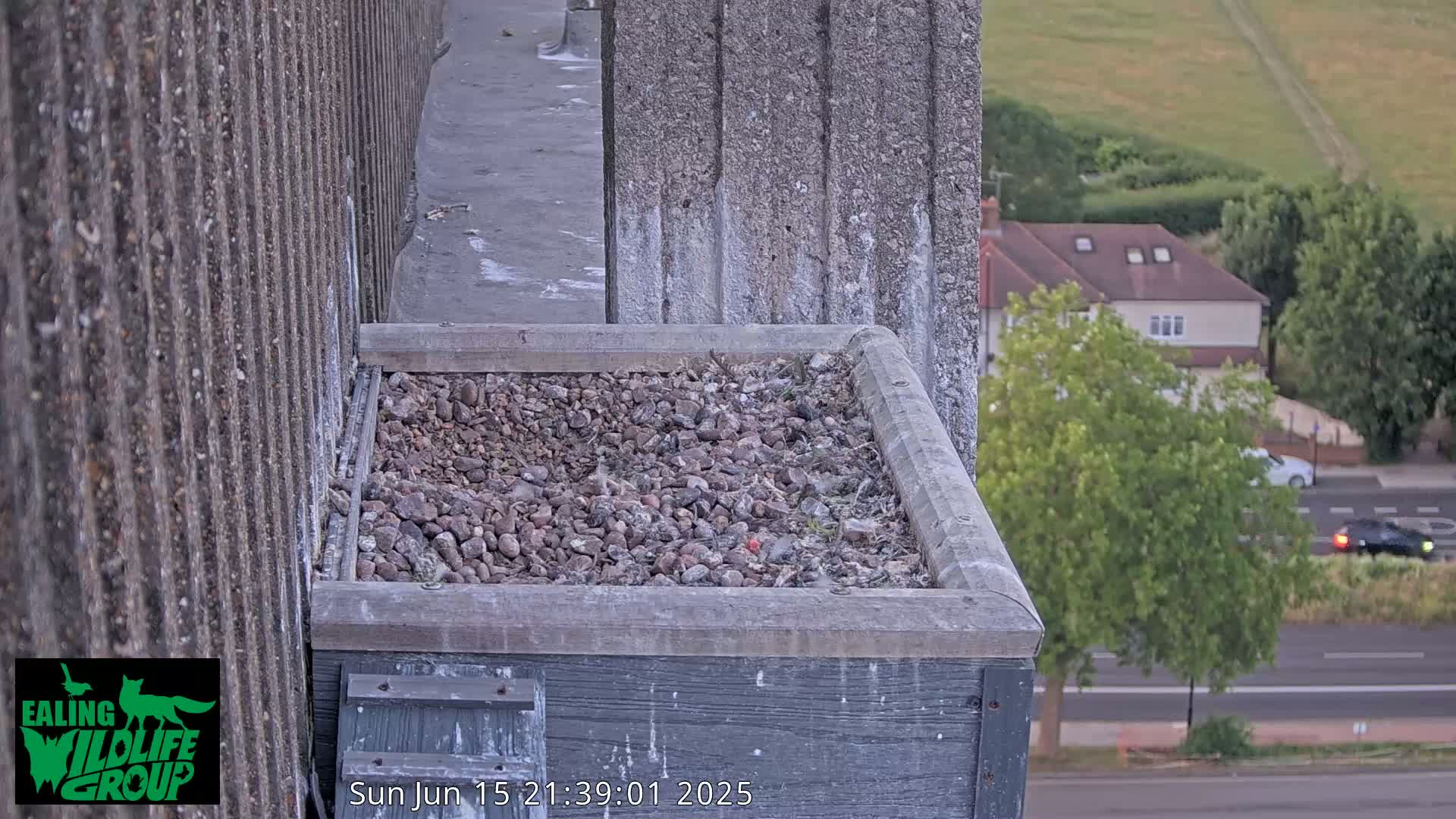 Ealing A4020/ Uxbridge Rd & Ealing’s Peregrine Falcons Life Live Cam - Ealing, London, England, United Kingdom