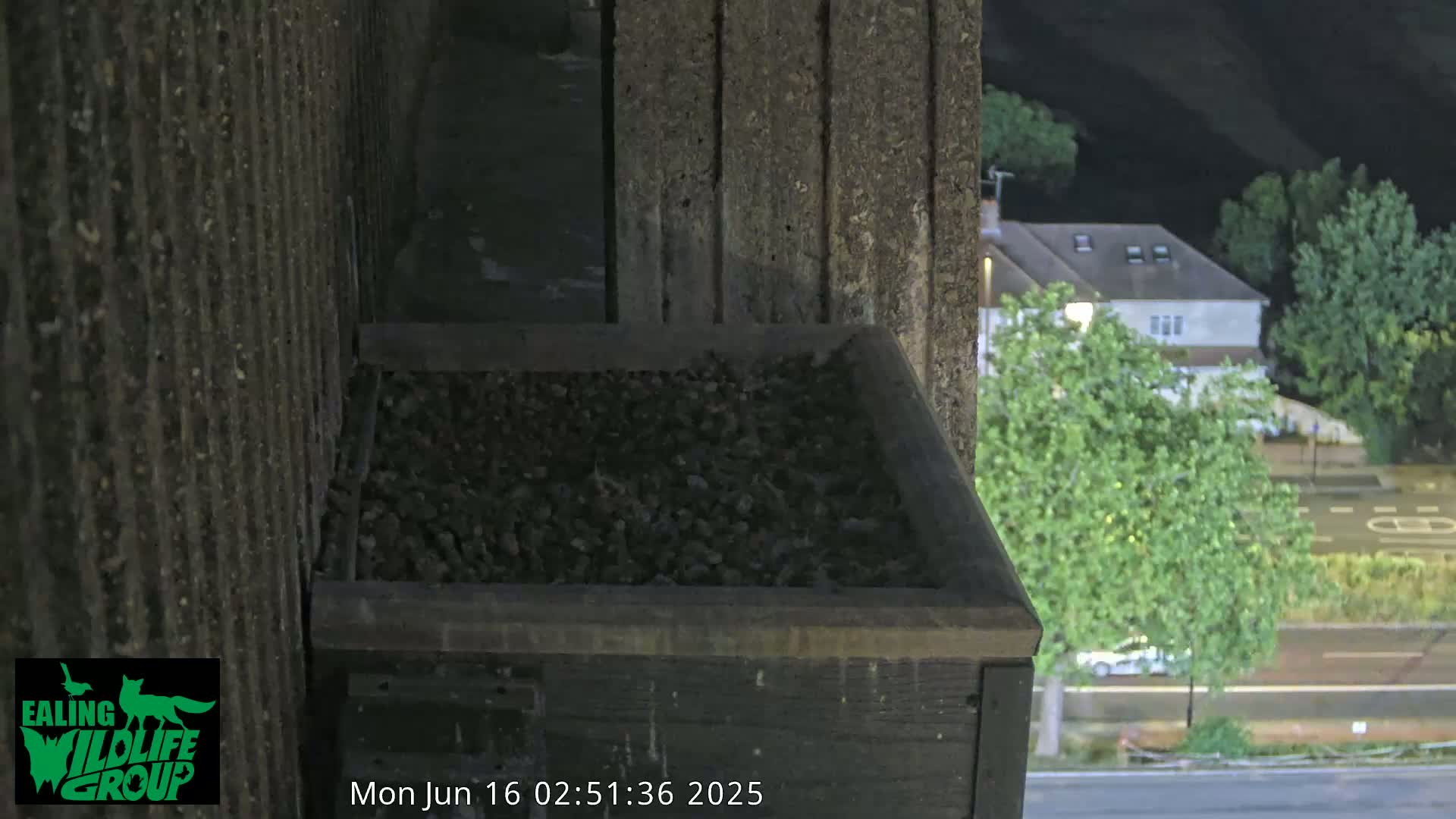 Ealing A4020/ Uxbridge Rd & Ealing’s Peregrine Falcons Life Live Cam - Ealing, London, England, United Kingdom
