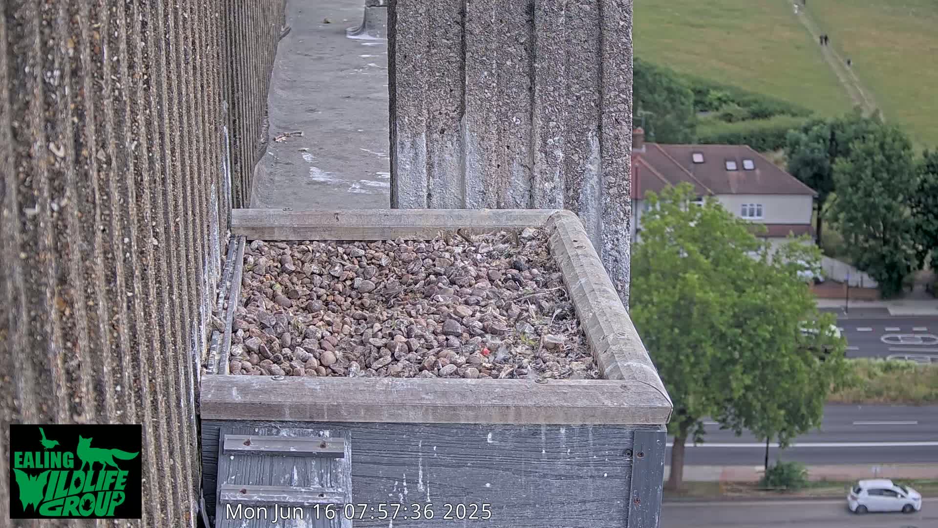 Ealing A4020/ Uxbridge Rd & Ealing’s Peregrine Falcons Life Live Cam - Ealing, London, England, United Kingdom