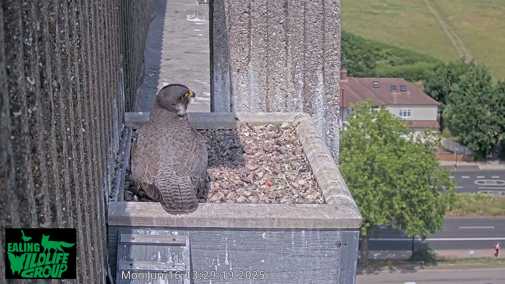 A peregrine falcon sits on a gravel-filled nesting box on the side of a building overlooking a sunny street and suburban houses.
