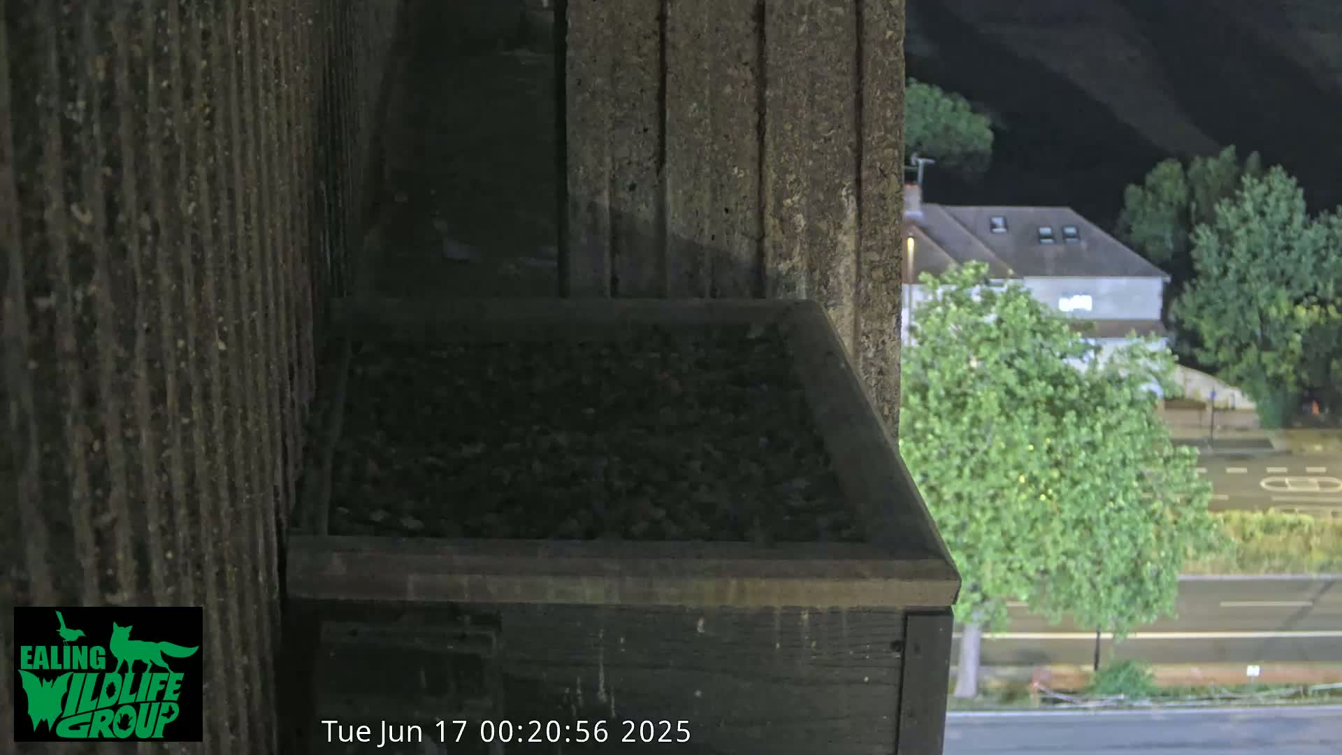 Ealing A4020/ Uxbridge Rd & Ealing’s Peregrine Falcons Life Live Cam - Ealing, London, England, United Kingdom