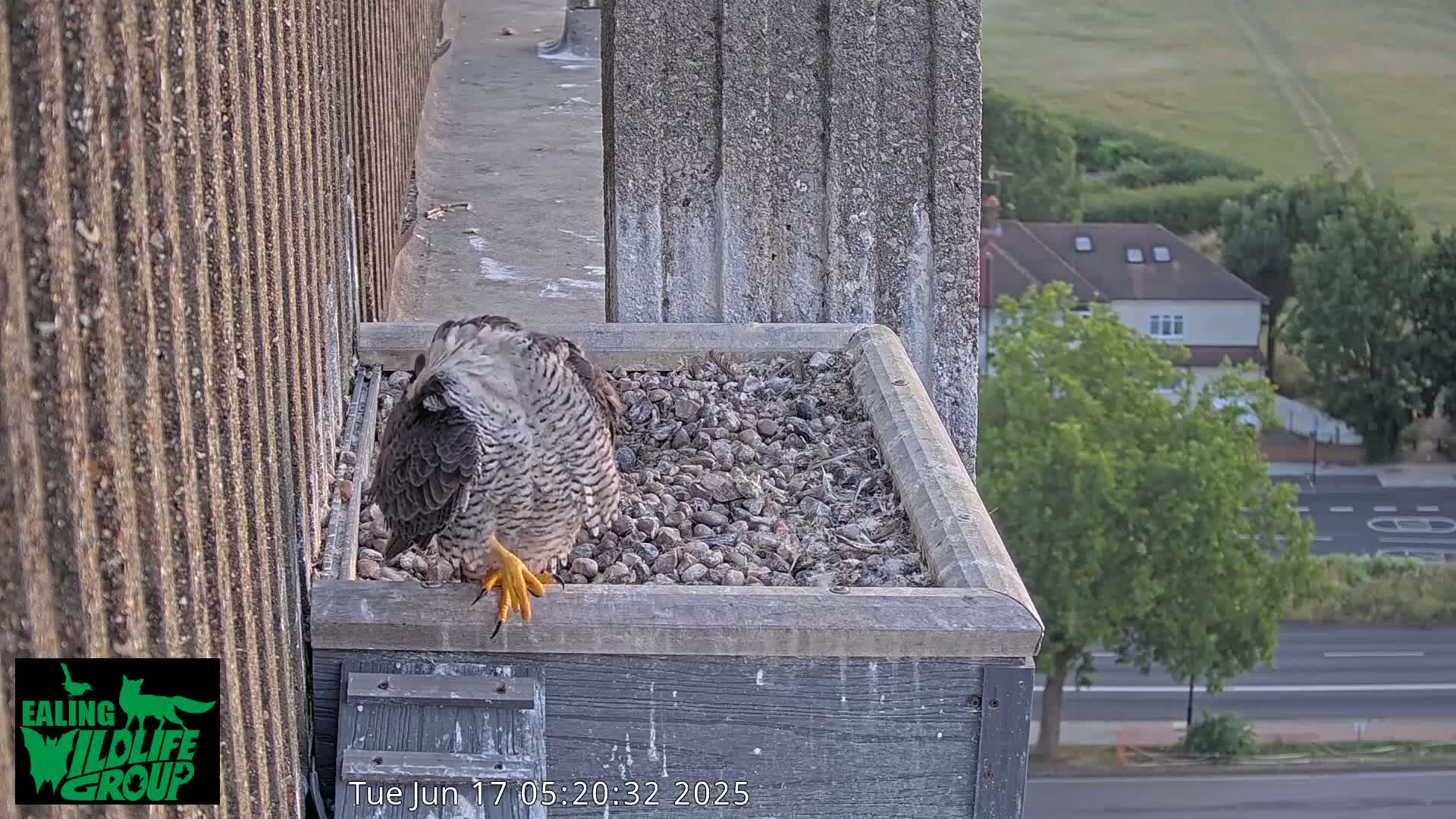 Ealing A4020/ Uxbridge Rd & Ealing’s Peregrine Falcons Life Live Cam - Ealing, London, England, United Kingdom