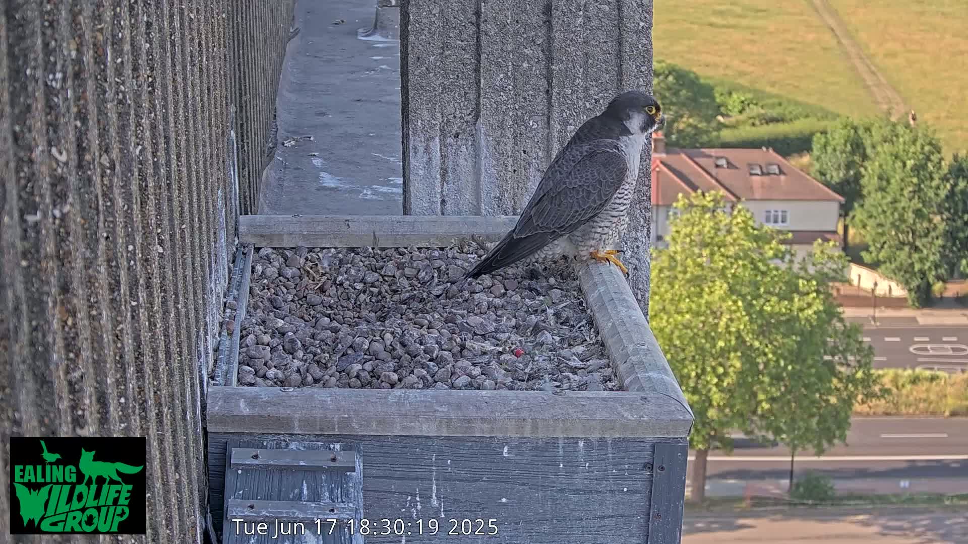 A peregrine falcon perched on the edge of a gravel-filled nesting box on a building overlooking a street and houses on a sunny day.