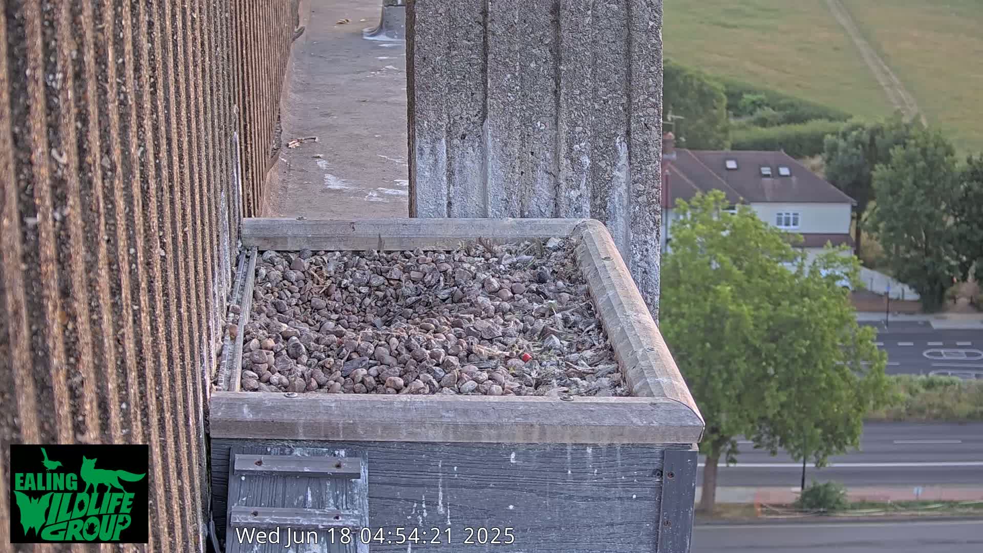 Ealing A4020/ Uxbridge Rd & Ealing’s Peregrine Falcons Life Live Cam - Ealing, London, England, United Kingdom