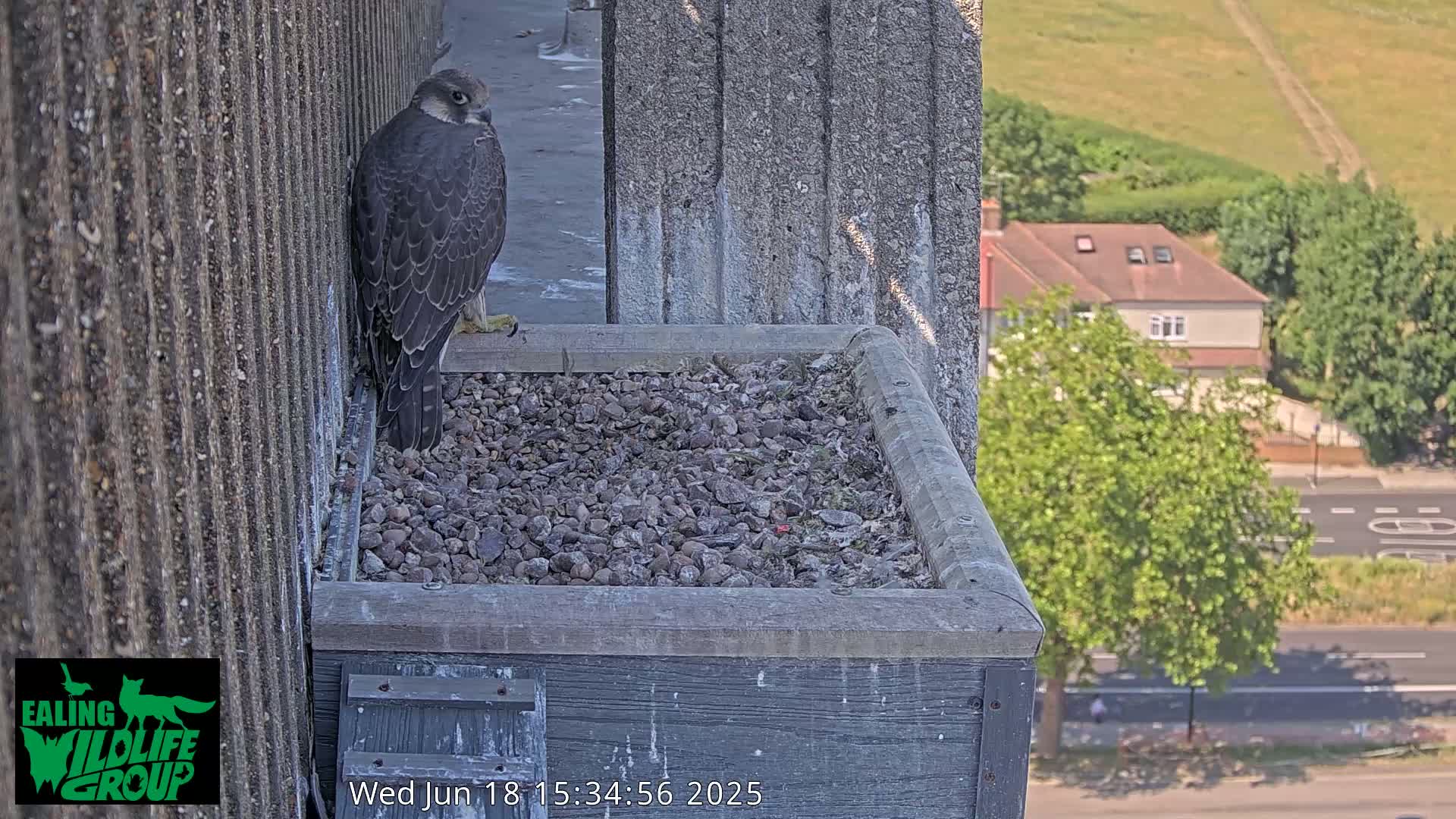 A peregrine falcon perches on the edge of a gravel-filled nesting box on a building overlooking a sunny suburban street.