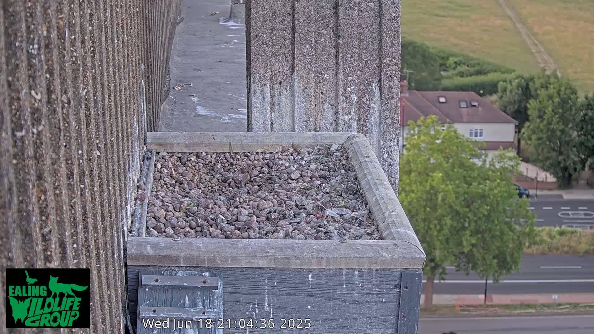 Ealing A4020/ Uxbridge Rd & Ealing’s Peregrine Falcons Life Live Cam - Ealing, London, England, United Kingdom