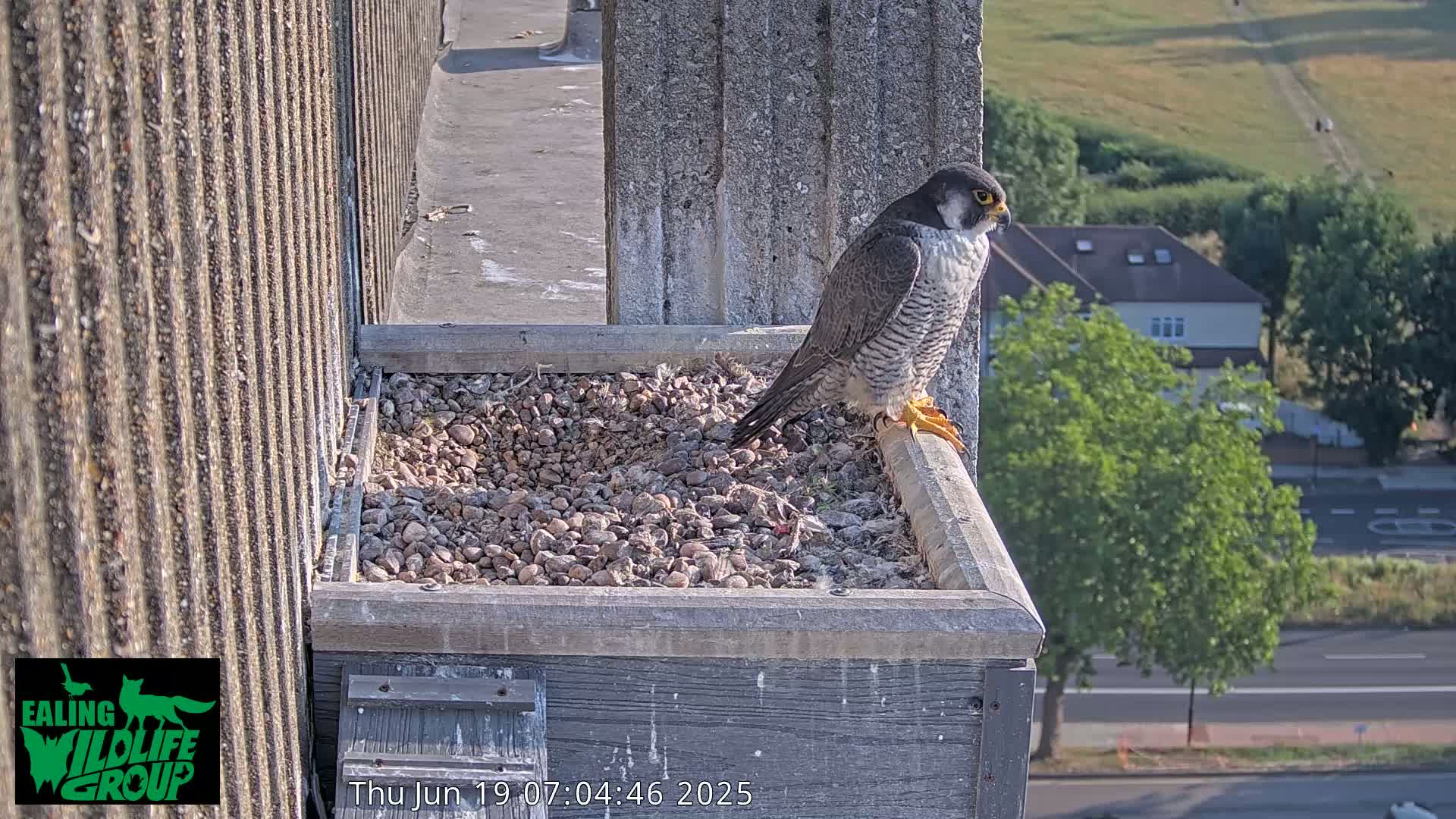 Ealing A4020/ Uxbridge Rd & Ealing’s Peregrine Falcons Life Live Cam - Ealing, London, England, United Kingdom