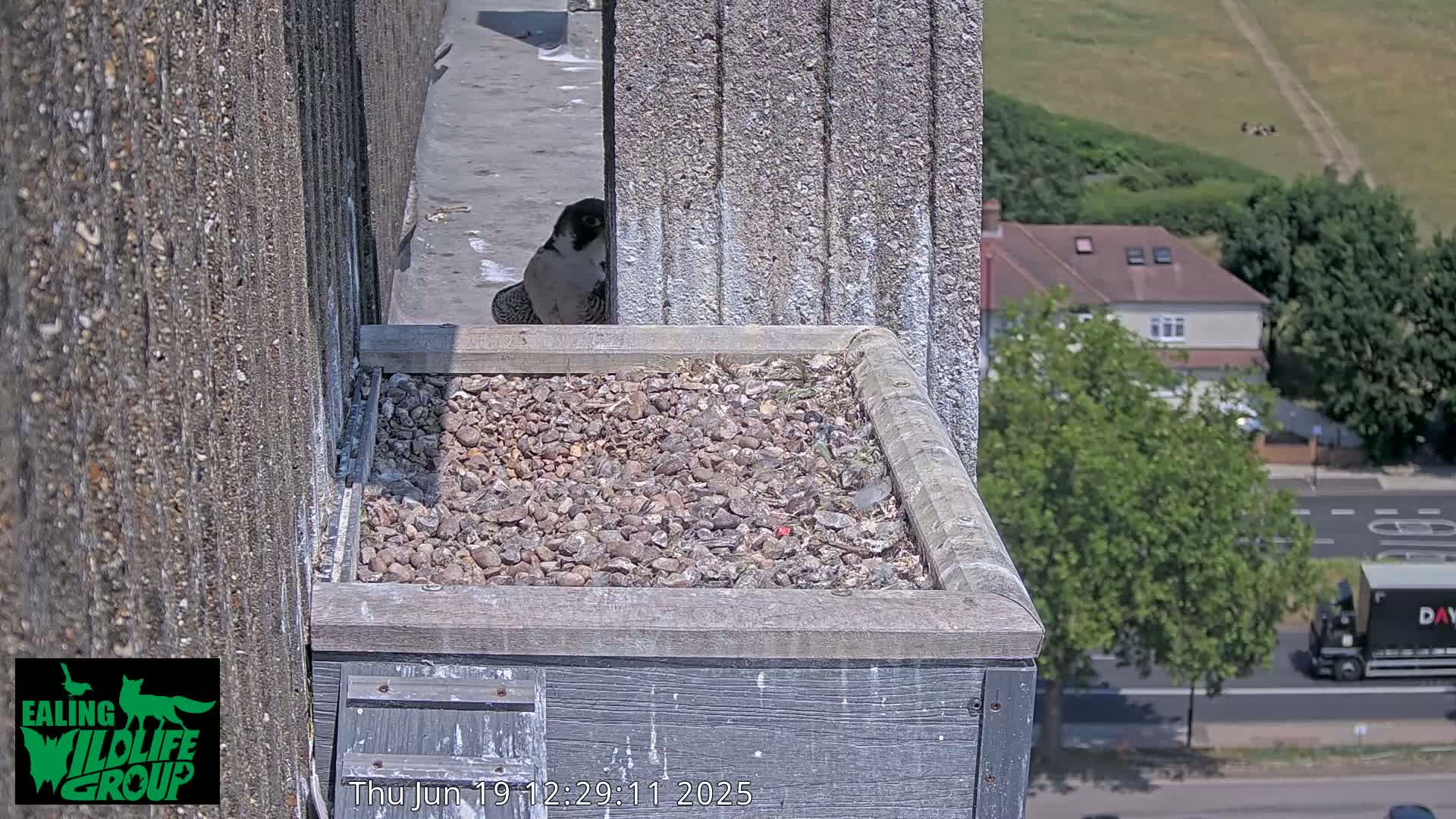 A peregrine falcon is perched on a gravel-filled nesting box atop a building on a sunny day.