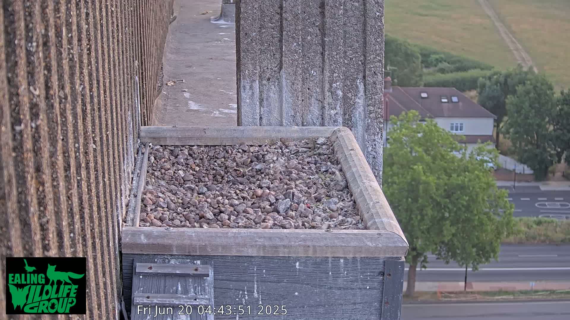 Ealing A4020/ Uxbridge Rd & Ealing’s Peregrine Falcons Life Live Cam - Ealing, London, England, United Kingdom