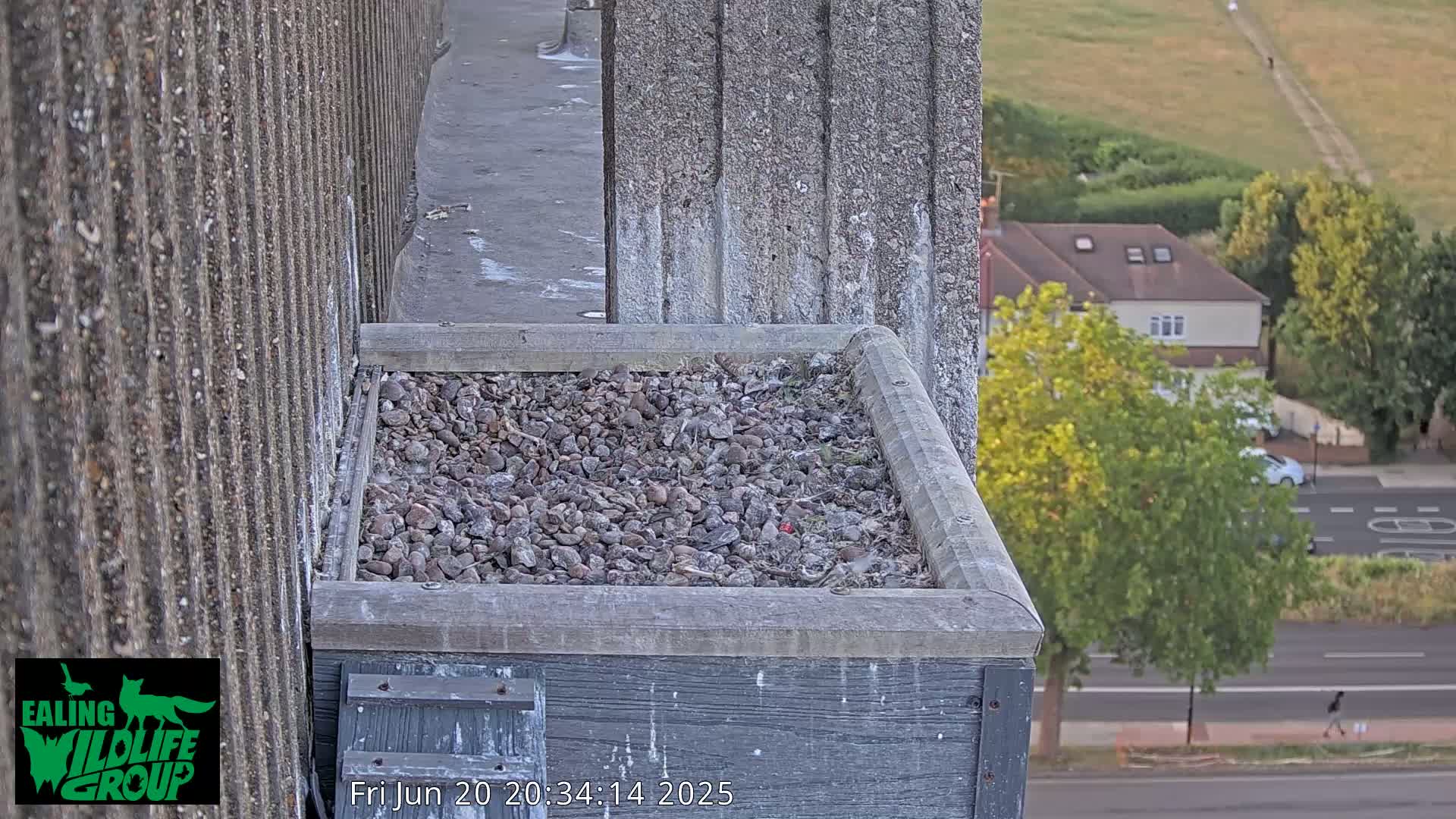 Ealing A4020/ Uxbridge Rd & Ealing’s Peregrine Falcons Life Live Cam - Ealing, London, England, United Kingdom