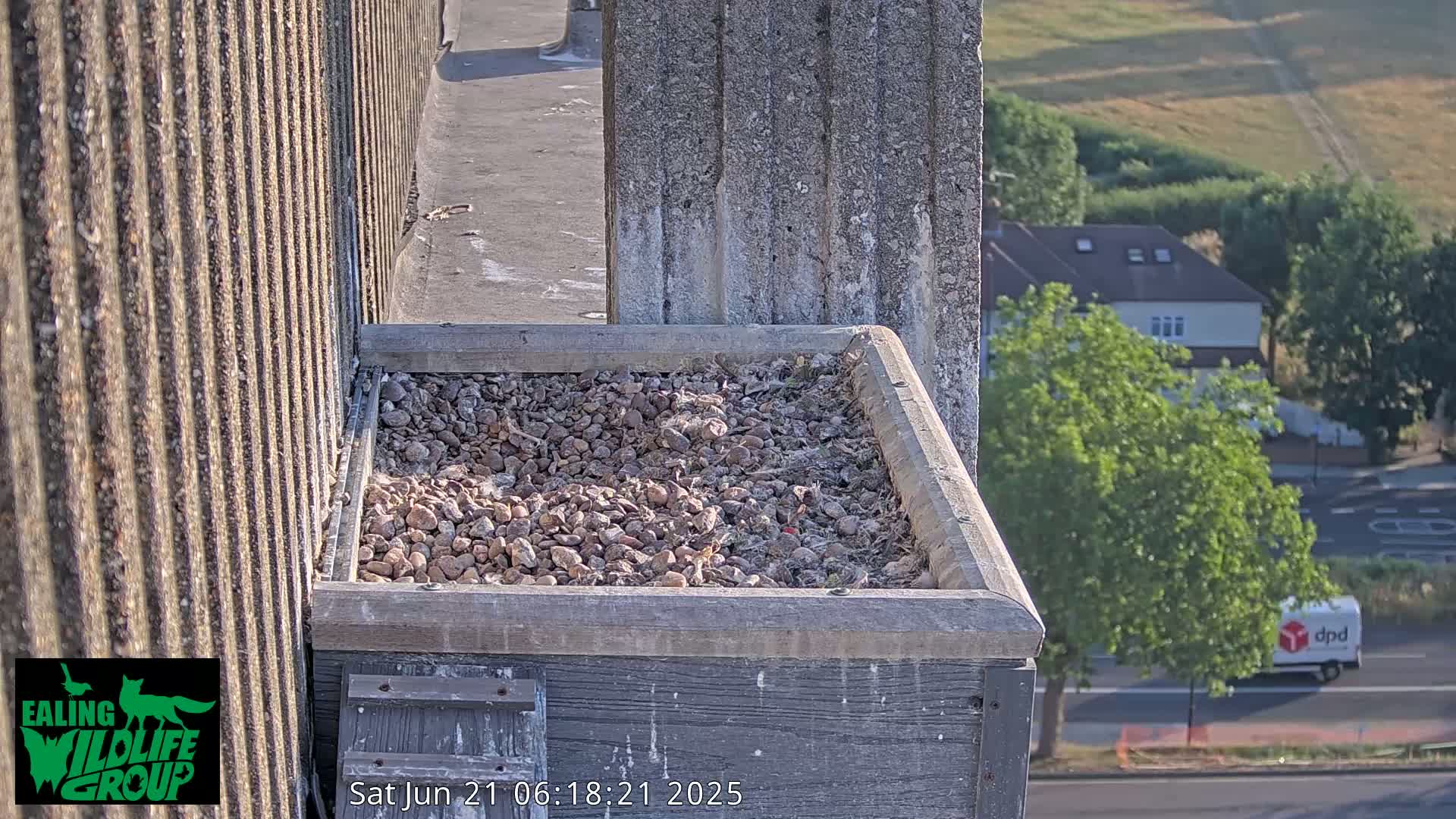 Ealing A4020/ Uxbridge Rd & Ealing’s Peregrine Falcons Life Live Cam - Ealing, London, England, United Kingdom