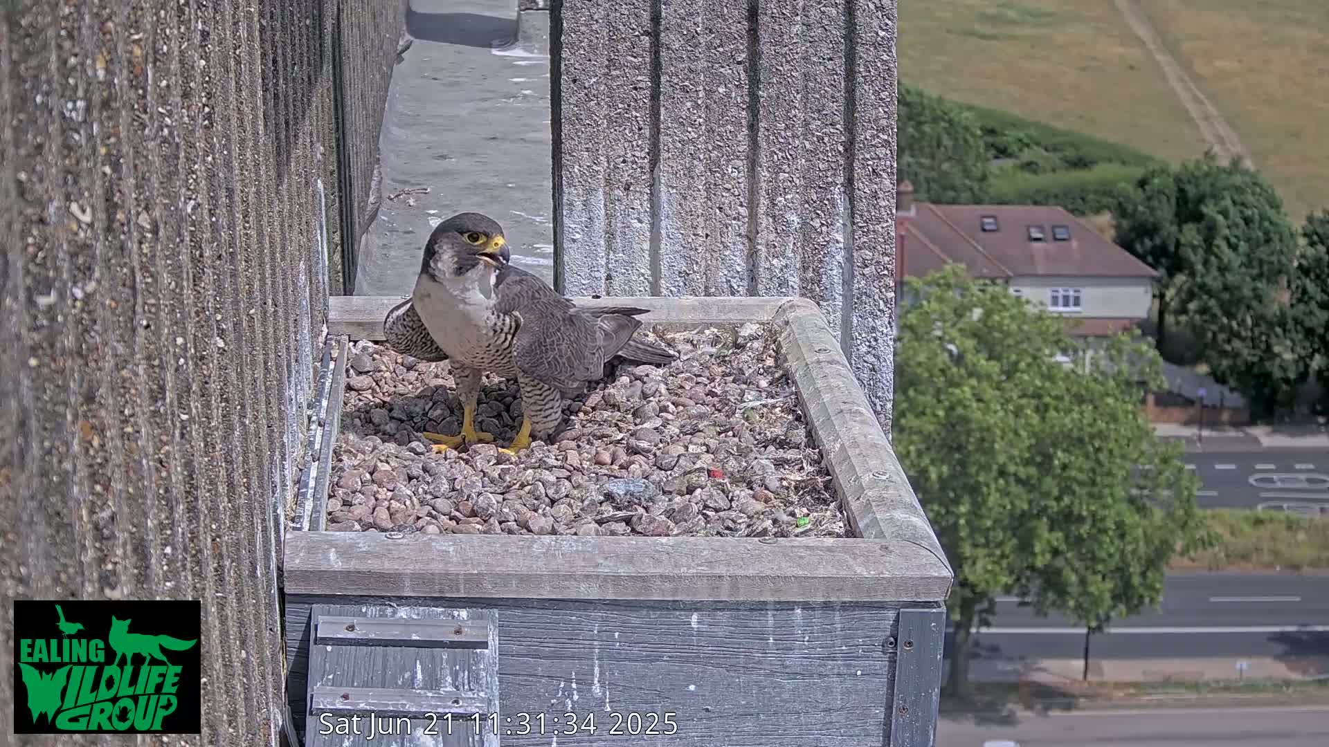 A peregrine falcon stands on a bed of gravel in a rooftop nesting box on a sunny day, overlooking a street and suburban houses.
