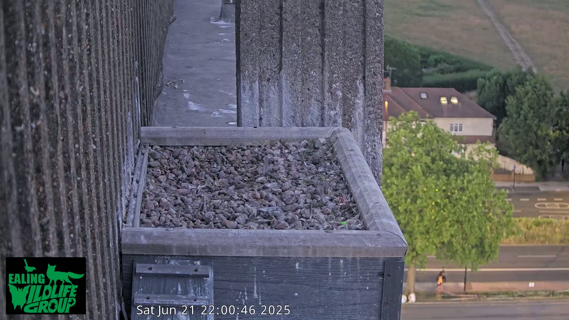 Ealing A4020/ Uxbridge Rd & Ealing’s Peregrine Falcons Life Live Cam - Ealing, London, England, United Kingdom