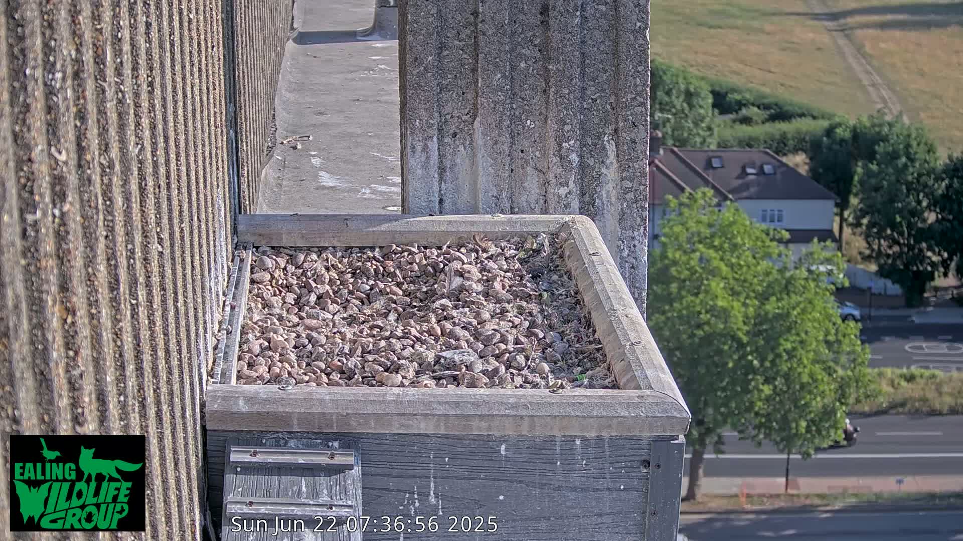 Ealing A4020/ Uxbridge Rd & Ealing’s Peregrine Falcons Life Live Cam - Ealing, London, England, United Kingdom