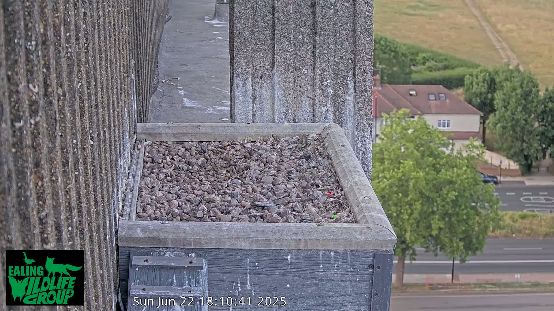 A gravel-filled nesting box sits atop a building overlooking a street and suburban houses on a partly sunny day.