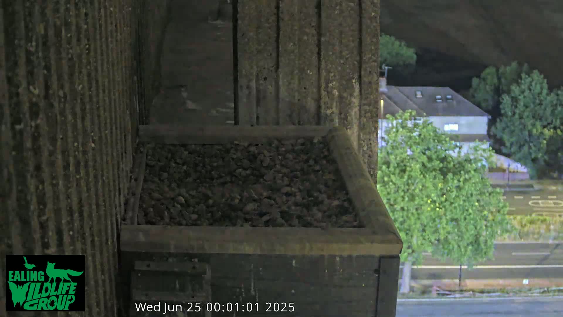 Ealing A4020/ Uxbridge Rd & Ealing’s Peregrine Falcons Life Live Cam - Ealing, London, England, United Kingdom