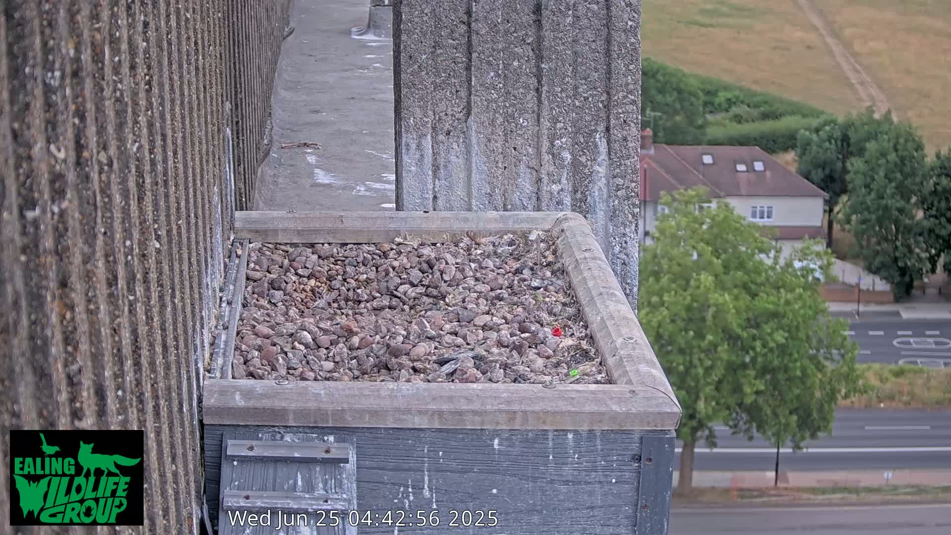Ealing A4020/ Uxbridge Rd & Ealing’s Peregrine Falcons Life Live Cam - Ealing, London, England, United Kingdom