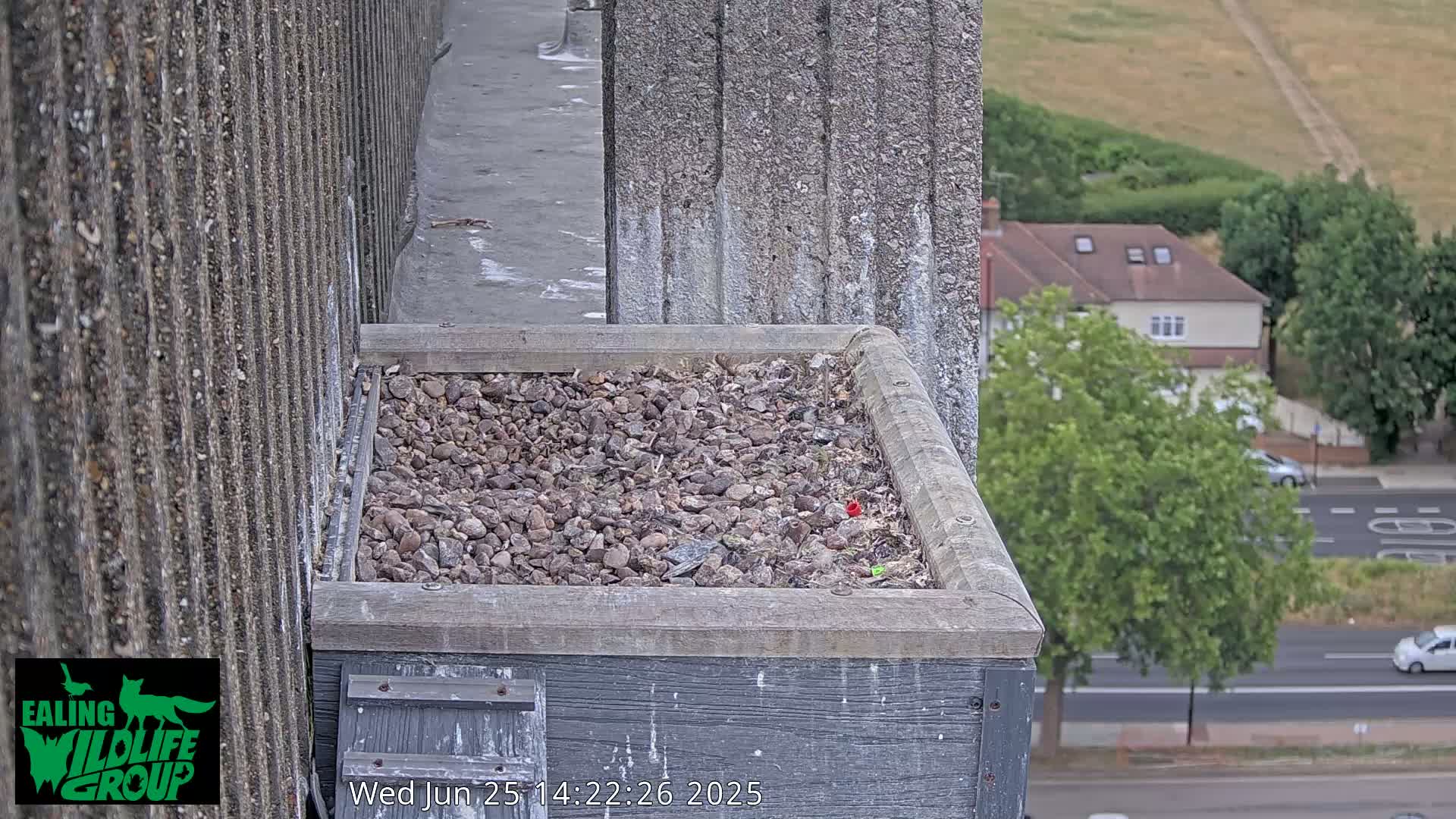 Ealing A4020/ Uxbridge Rd & Ealing’s Peregrine Falcons Life Live Cam - Ealing, London, England, United Kingdom