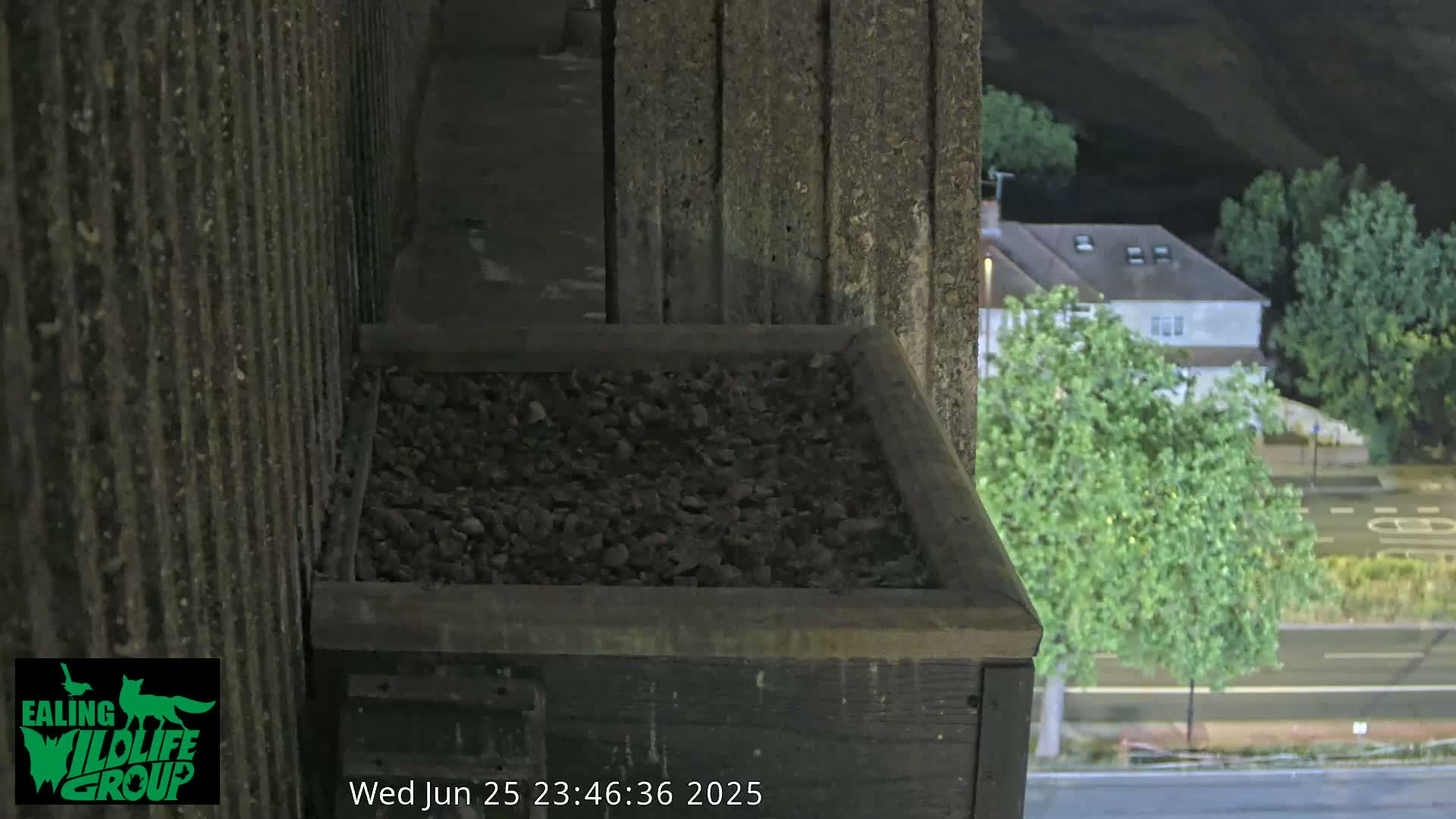 Ealing A4020/ Uxbridge Rd & Ealing’s Peregrine Falcons Life Live Cam - Ealing, London, England, United Kingdom