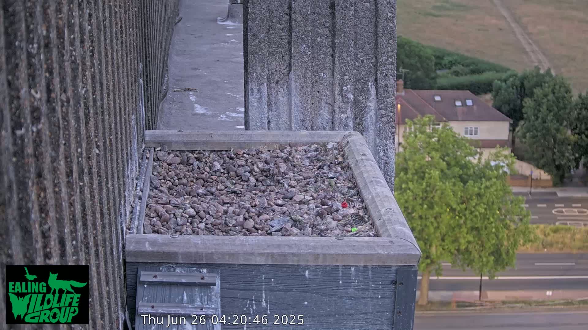 Ealing A4020/ Uxbridge Rd & Ealing’s Peregrine Falcons Life Live Cam - Ealing, London, England, United Kingdom