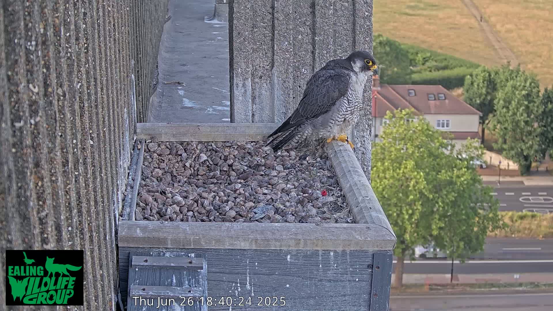 Ealing A4020/ Uxbridge Rd & Ealing’s Peregrine Falcons Life Live Cam - Ealing, London, England, United Kingdom