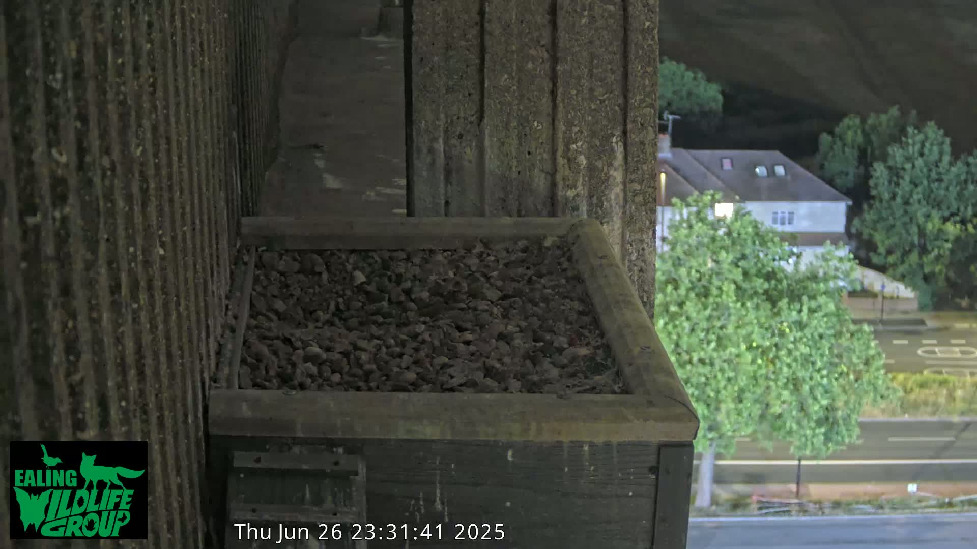 Ealing A4020/ Uxbridge Rd & Ealing’s Peregrine Falcons Life Live Cam - Ealing, London, England, United Kingdom
