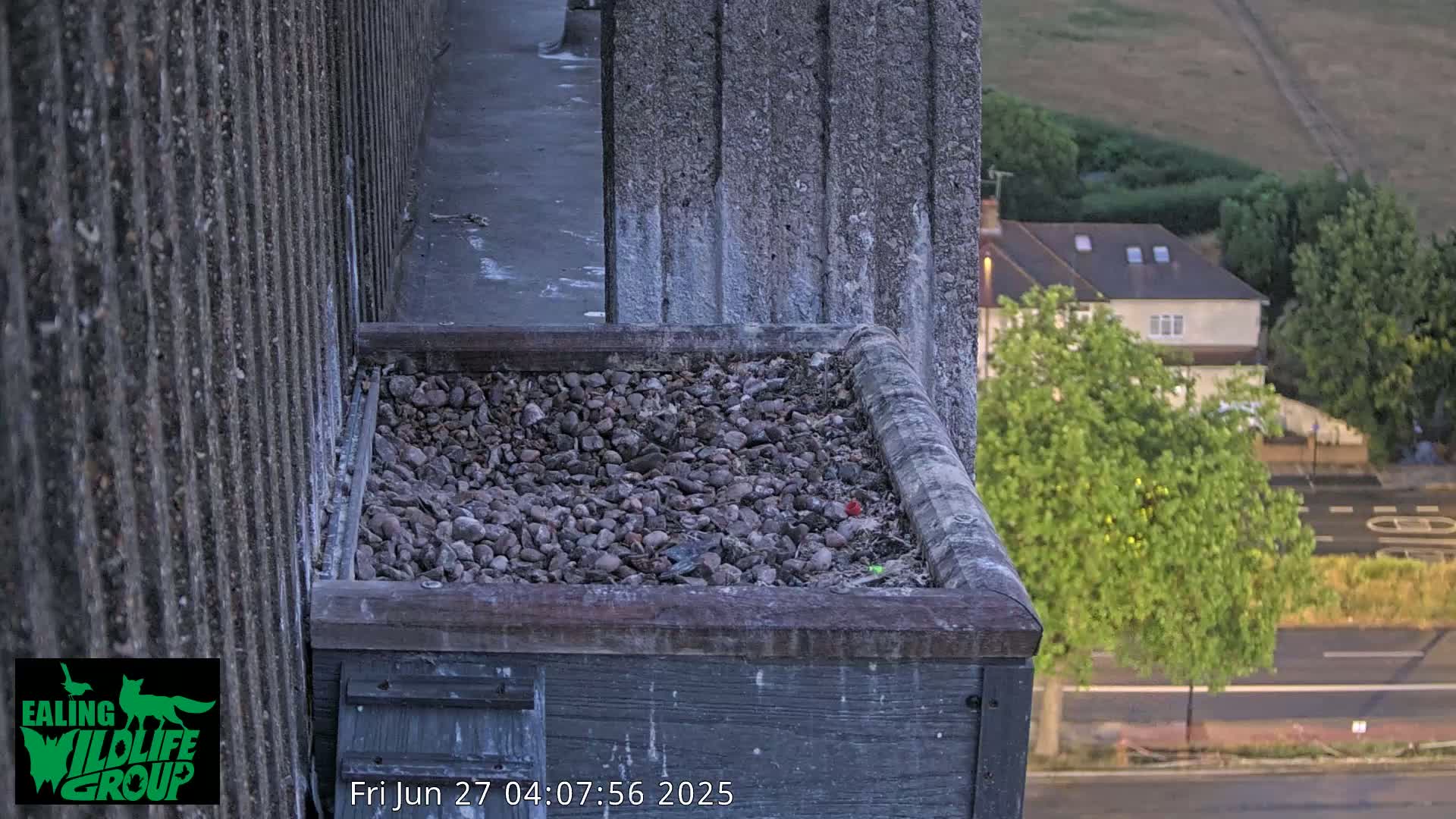 Ealing A4020/ Uxbridge Rd & Ealing’s Peregrine Falcons Life Live Cam - Ealing, London, England, United Kingdom