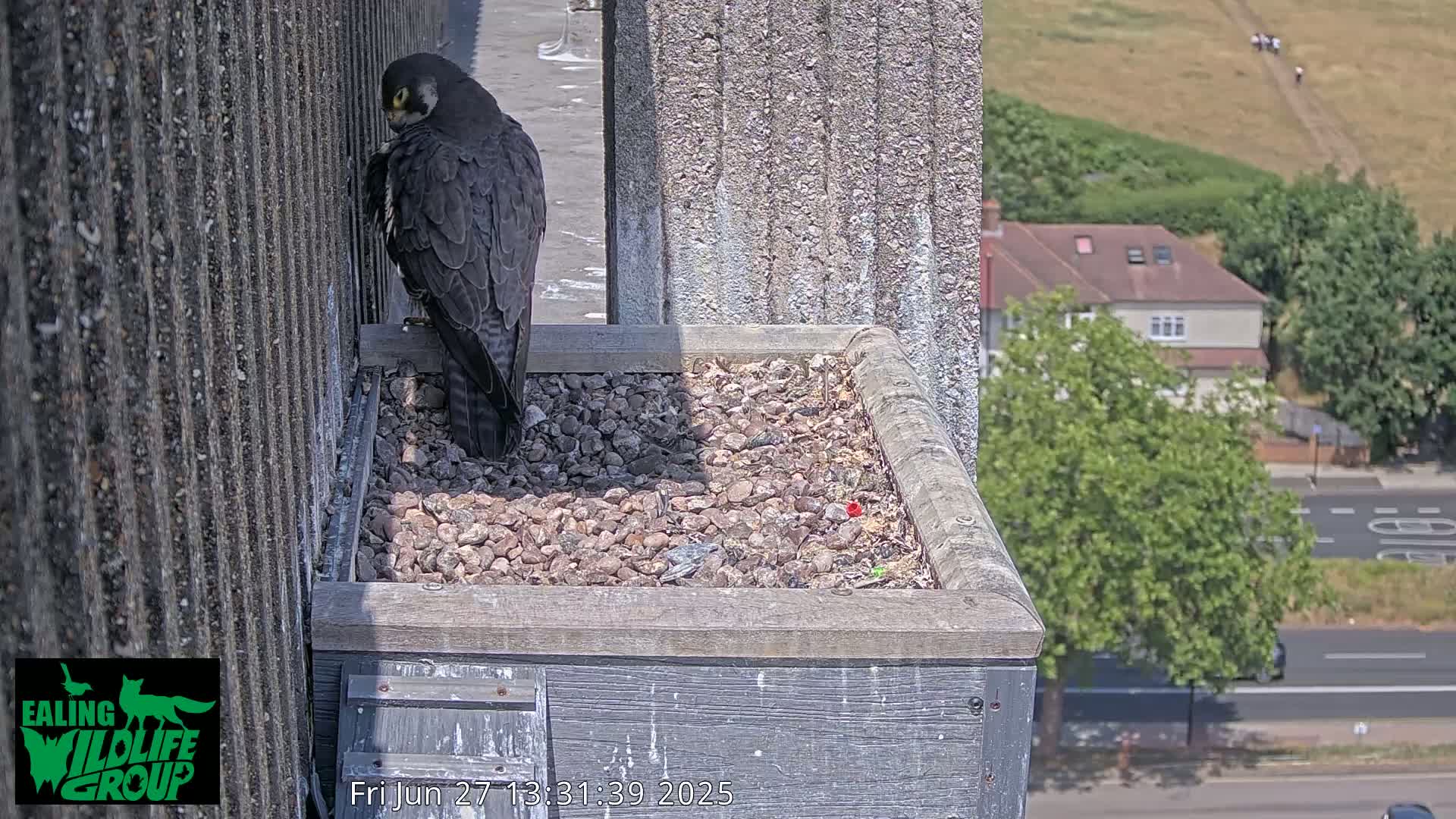 Ealing A4020/ Uxbridge Rd & Ealing’s Peregrine Falcons Life Live Cam - Ealing, London, England, United Kingdom