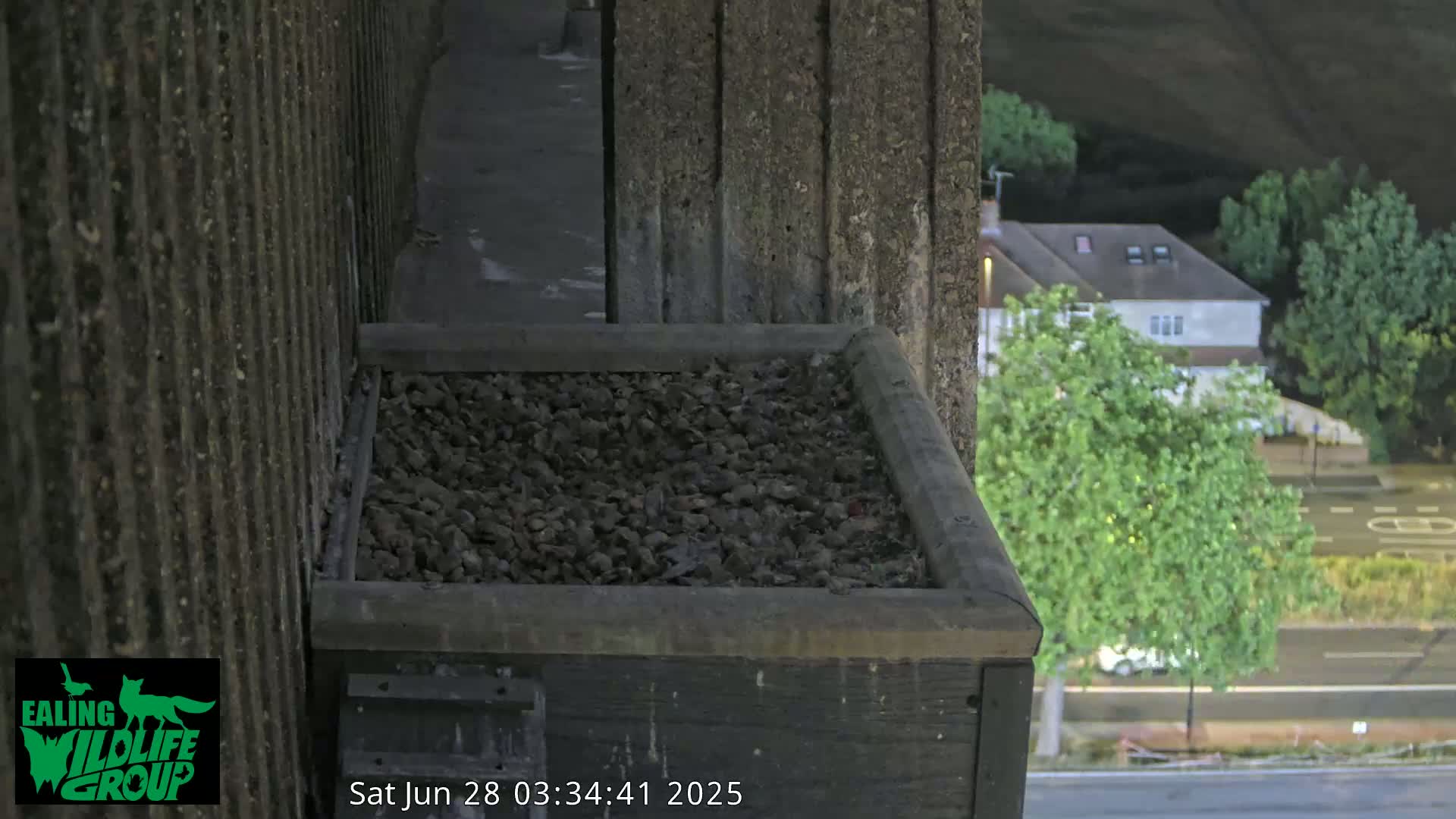 Ealing A4020/ Uxbridge Rd & Ealing’s Peregrine Falcons Life Live Cam - Ealing, London, England, United Kingdom