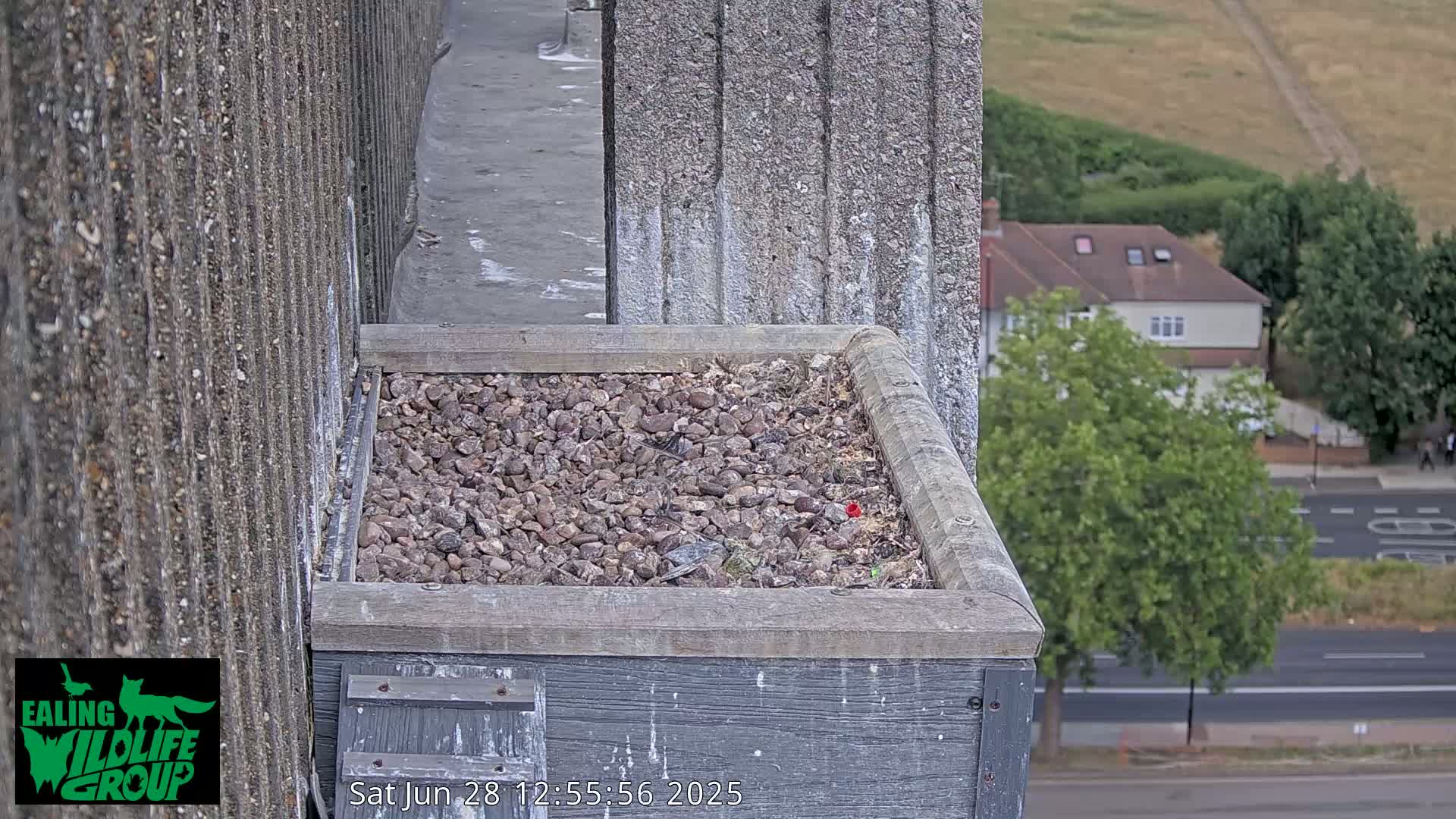 Ealing A4020/ Uxbridge Rd & Ealing’s Peregrine Falcons Life Live Cam - Ealing, London, England, United Kingdom