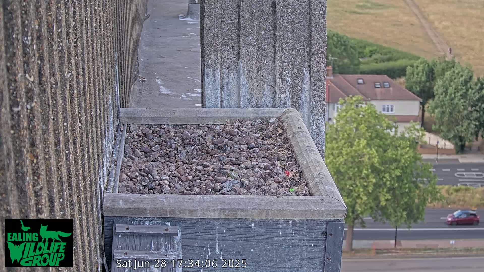 Ealing A4020/ Uxbridge Rd & Ealing’s Peregrine Falcons Life Live Cam - Ealing, London, England, United Kingdom