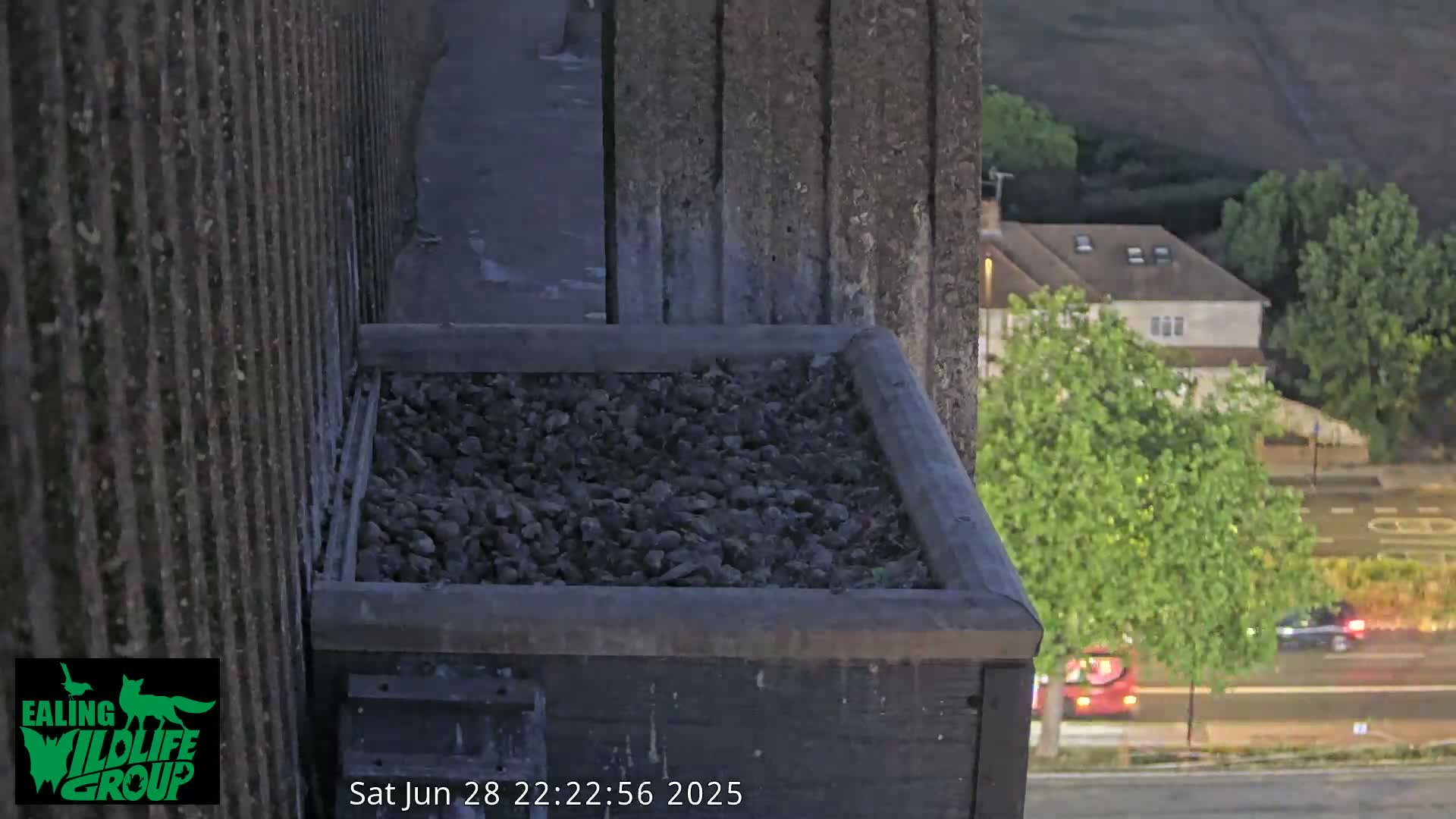 Ealing A4020/ Uxbridge Rd & Ealing’s Peregrine Falcons Life Live Cam - Ealing, London, England, United Kingdom