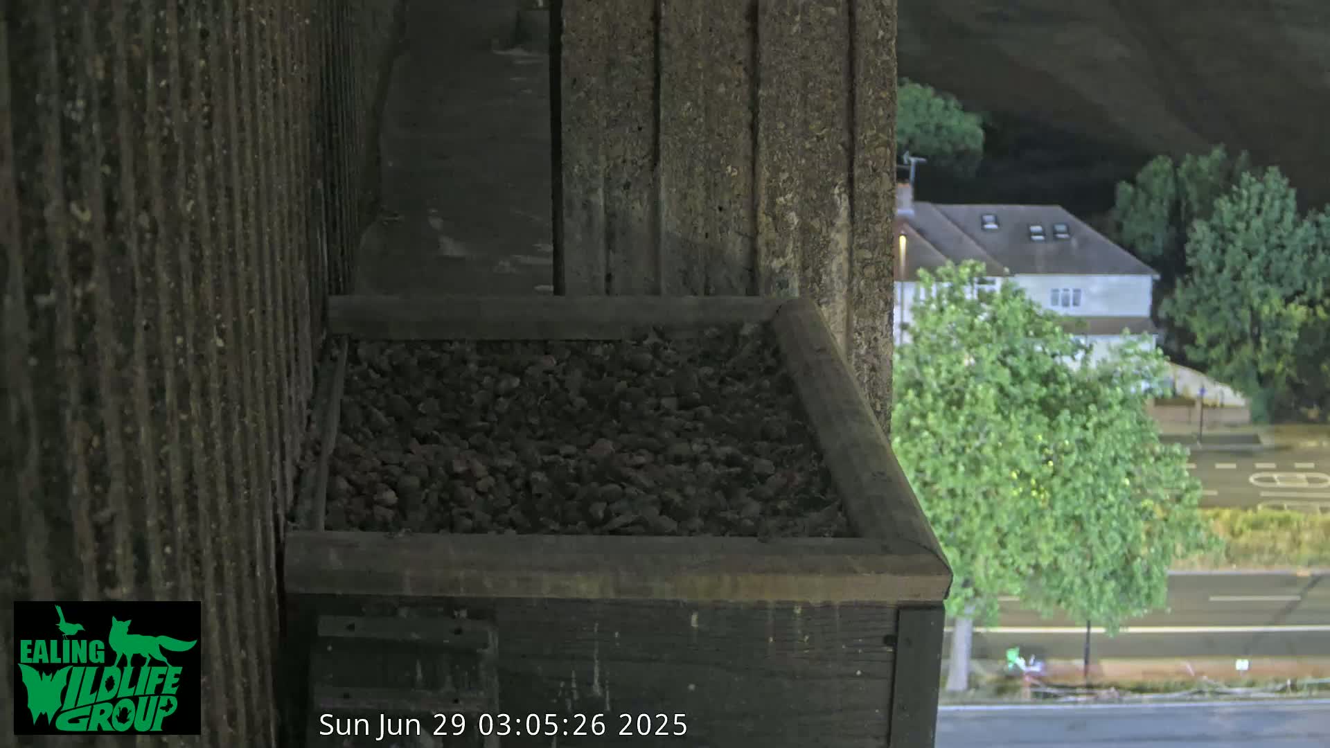 Ealing A4020/ Uxbridge Rd & Ealing’s Peregrine Falcons Life Live Cam - Ealing, London, England, United Kingdom