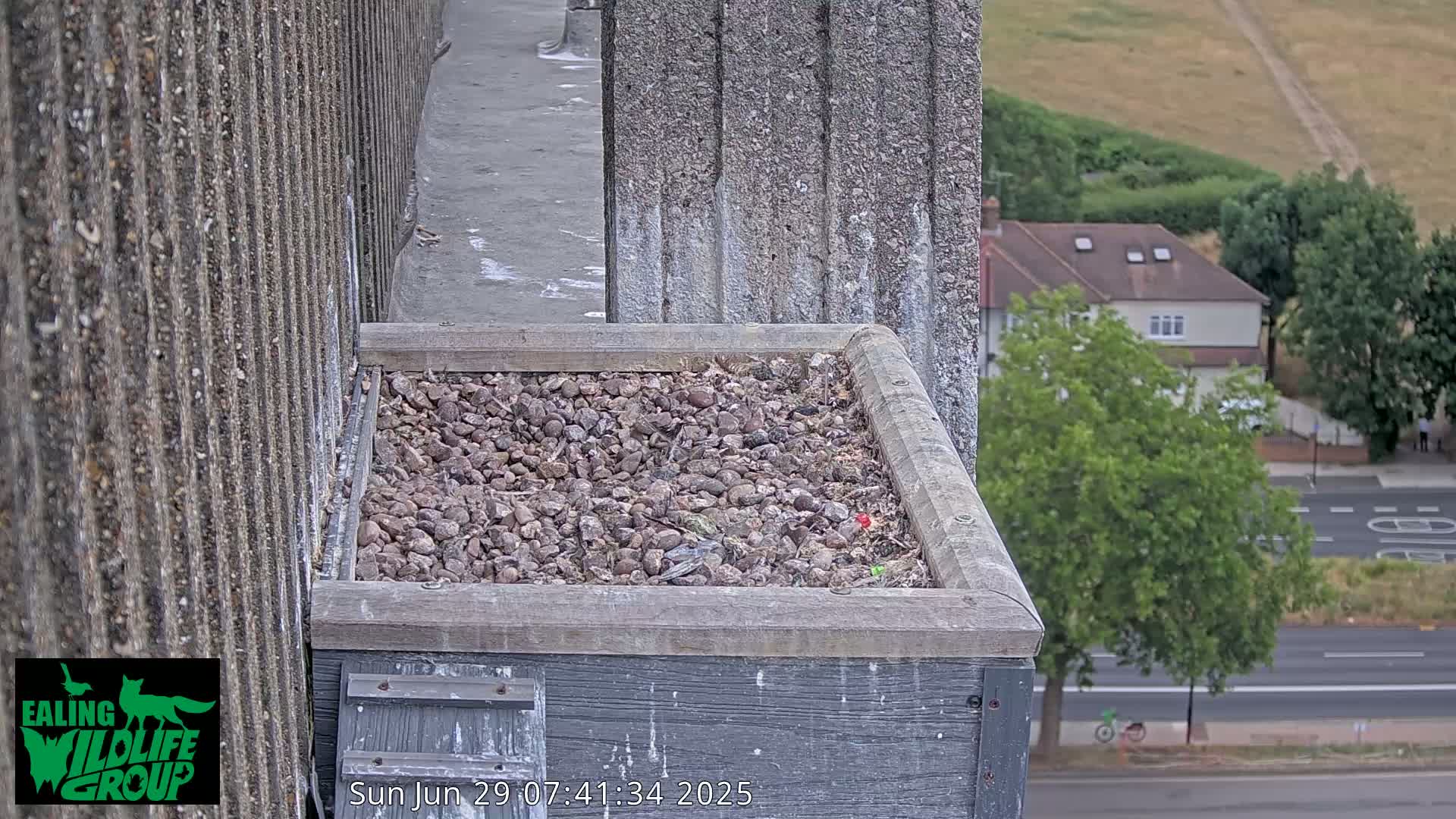 Ealing A4020/ Uxbridge Rd & Ealing’s Peregrine Falcons Life Live Cam - Ealing, London, England, United Kingdom