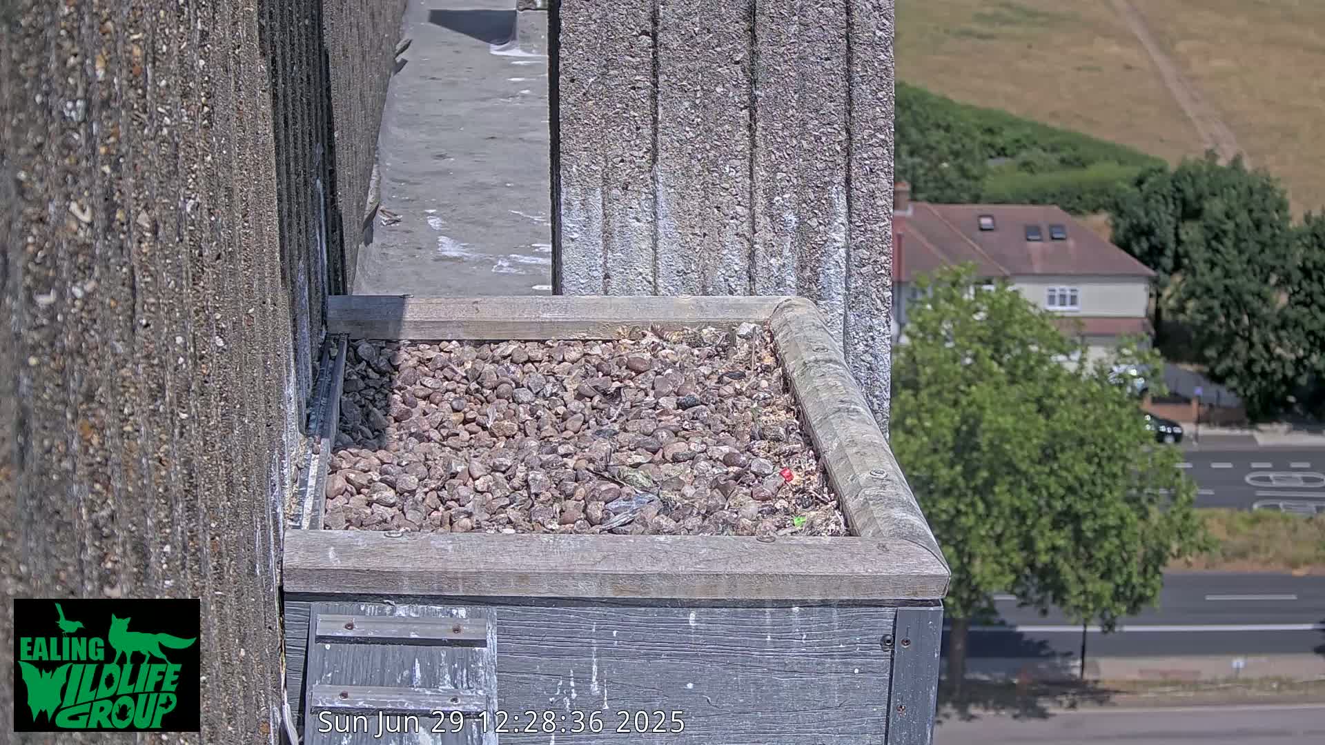 Ealing A4020/ Uxbridge Rd & Ealing’s Peregrine Falcons Life Live Cam - Ealing, London, England, United Kingdom