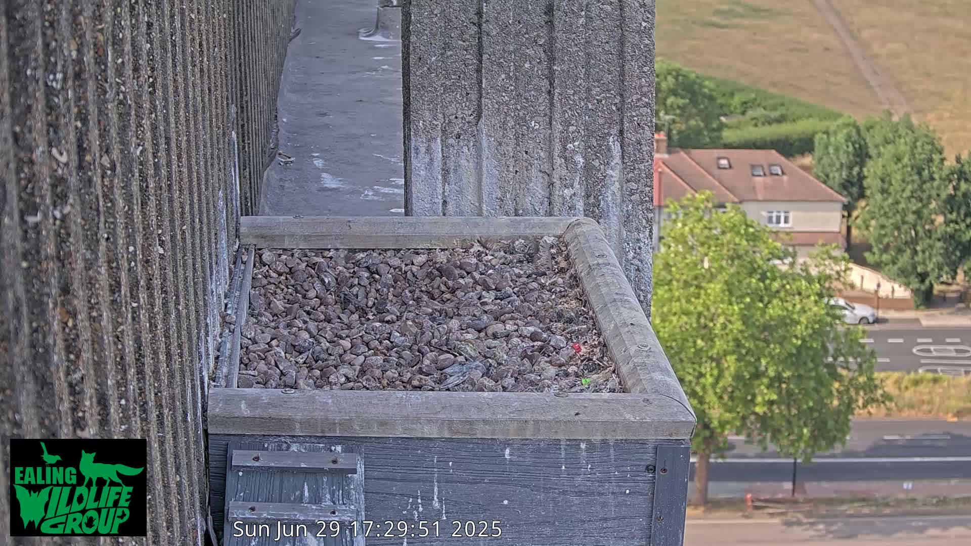Ealing A4020/ Uxbridge Rd & Ealing’s Peregrine Falcons Life Live Cam - Ealing, London, England, United Kingdom