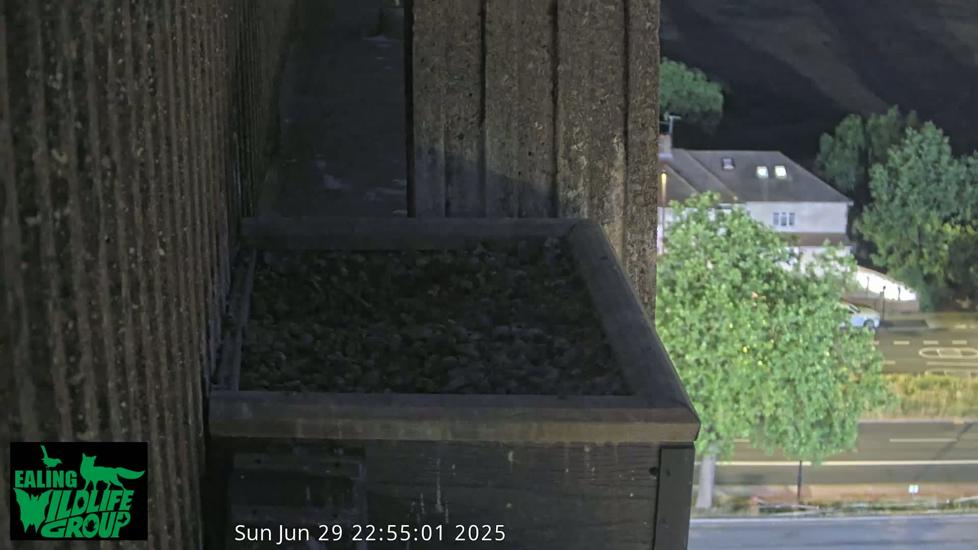 Ealing A4020/ Uxbridge Rd & Ealing’s Peregrine Falcons Life Live Cam - Ealing, London, England, United Kingdom