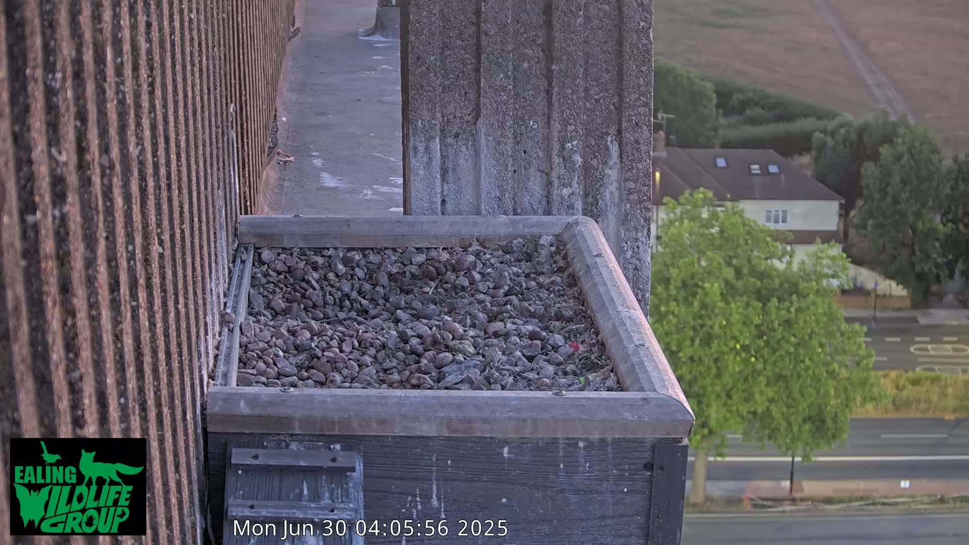 Ealing A4020/ Uxbridge Rd & Ealing’s Peregrine Falcons Life Live Cam - Ealing, London, England, United Kingdom
