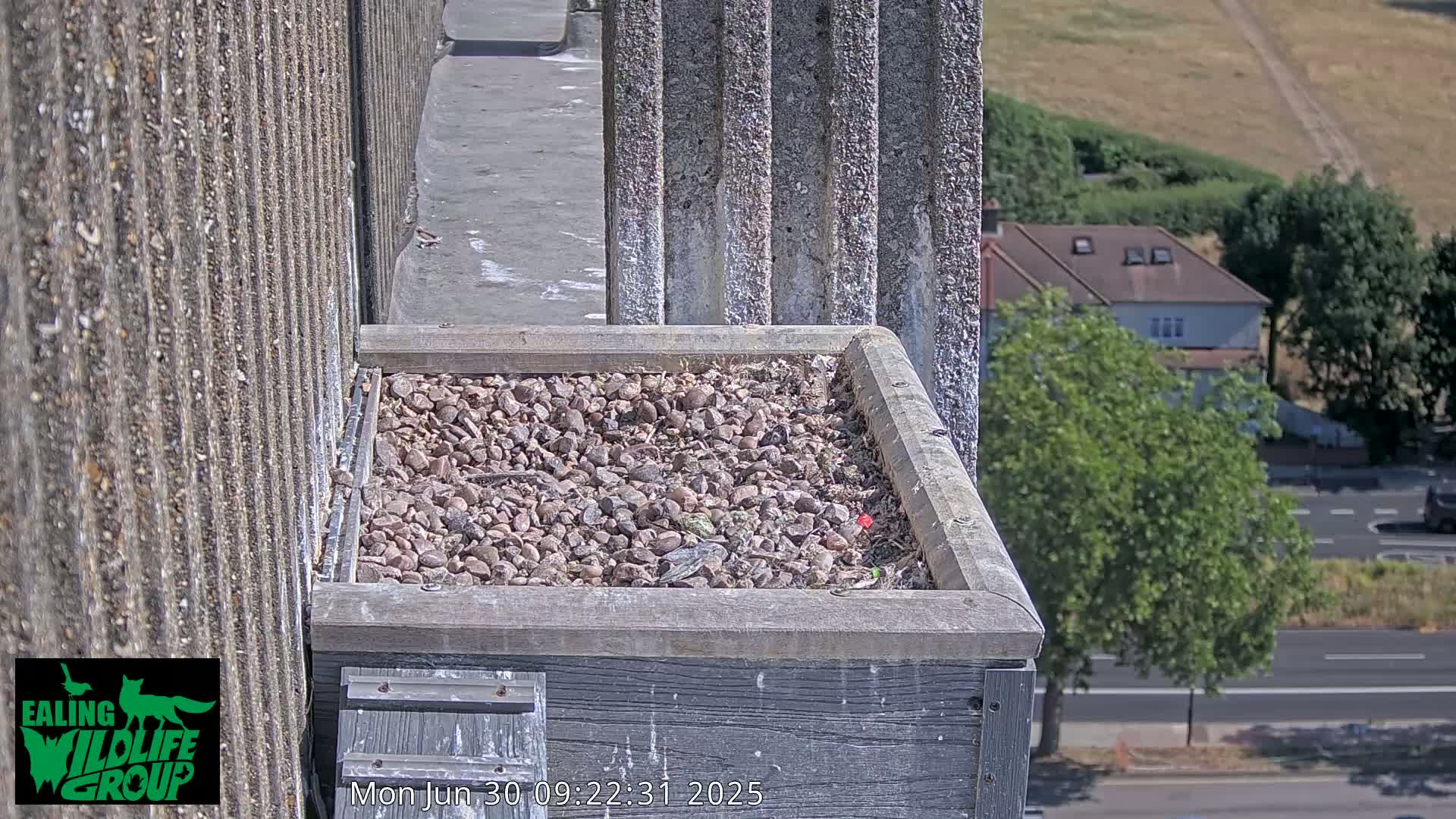 Ealing A4020/ Uxbridge Rd & Ealing’s Peregrine Falcons Life Live Cam - Ealing, London, England, United Kingdom