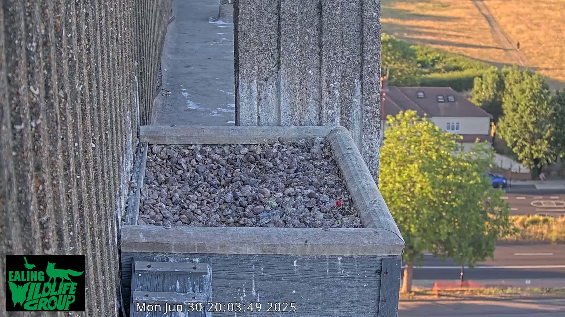 Ealing A4020/ Uxbridge Rd & Ealing’s Peregrine Falcons Life Live Cam - Ealing, London, England, United Kingdom