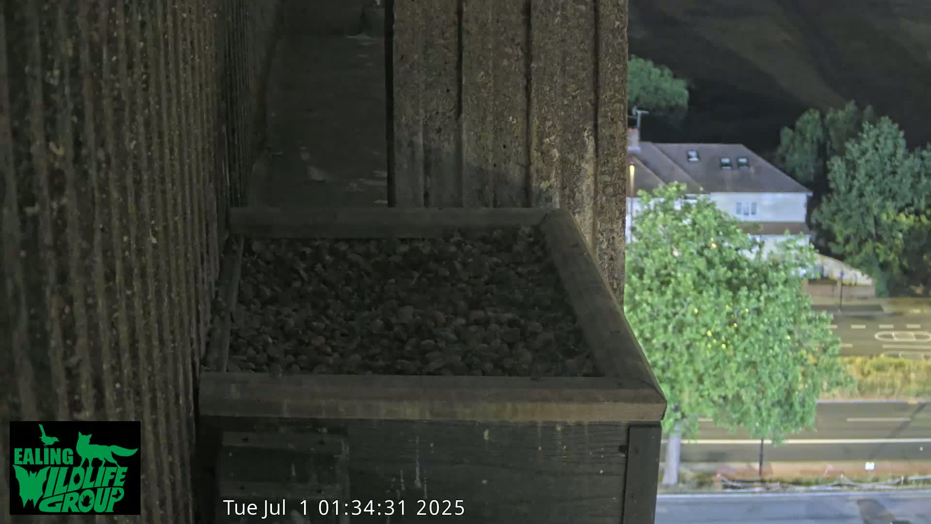 Ealing A4020/ Uxbridge Rd & Ealing’s Peregrine Falcons Life Live Cam - Ealing, London, England, United Kingdom