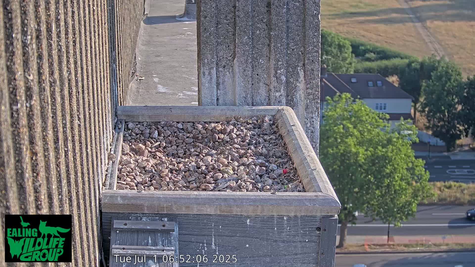 Ealing A4020/ Uxbridge Rd & Ealing’s Peregrine Falcons Life Live Cam - Ealing, London, England, United Kingdom