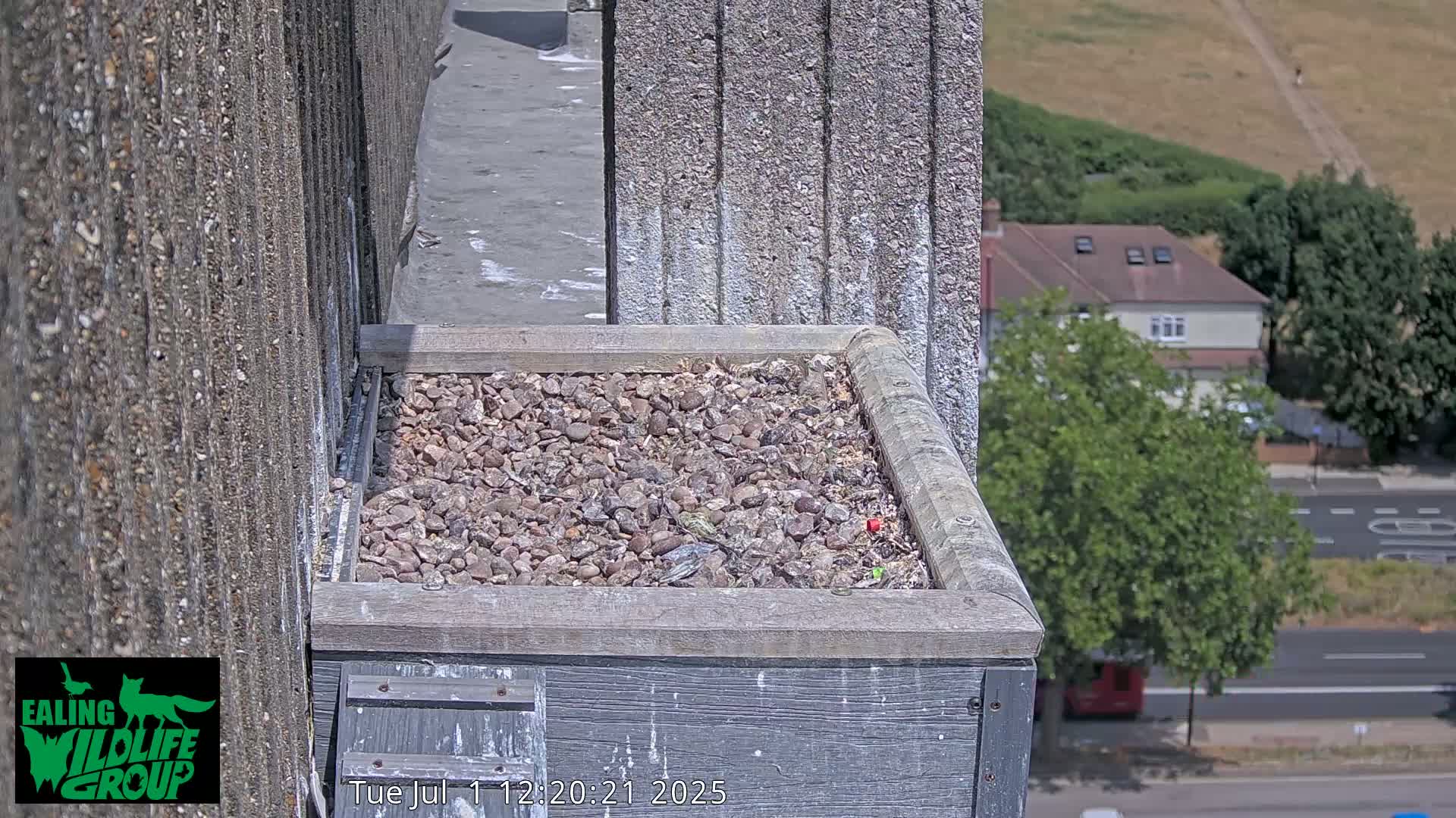 Ealing A4020/ Uxbridge Rd & Ealing’s Peregrine Falcons Life Live Cam - Ealing, London, England, United Kingdom