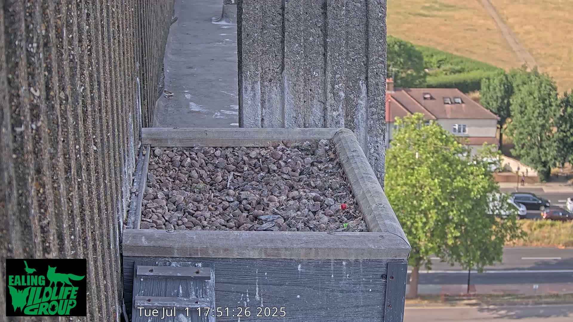 Ealing A4020/ Uxbridge Rd & Ealing’s Peregrine Falcons Life Live Cam - Ealing, London, England, United Kingdom