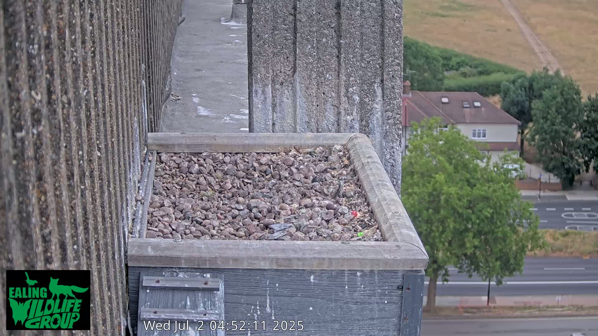 Ealing A4020/ Uxbridge Rd & Ealing’s Peregrine Falcons Life Live Cam - Ealing, London, England, United Kingdom