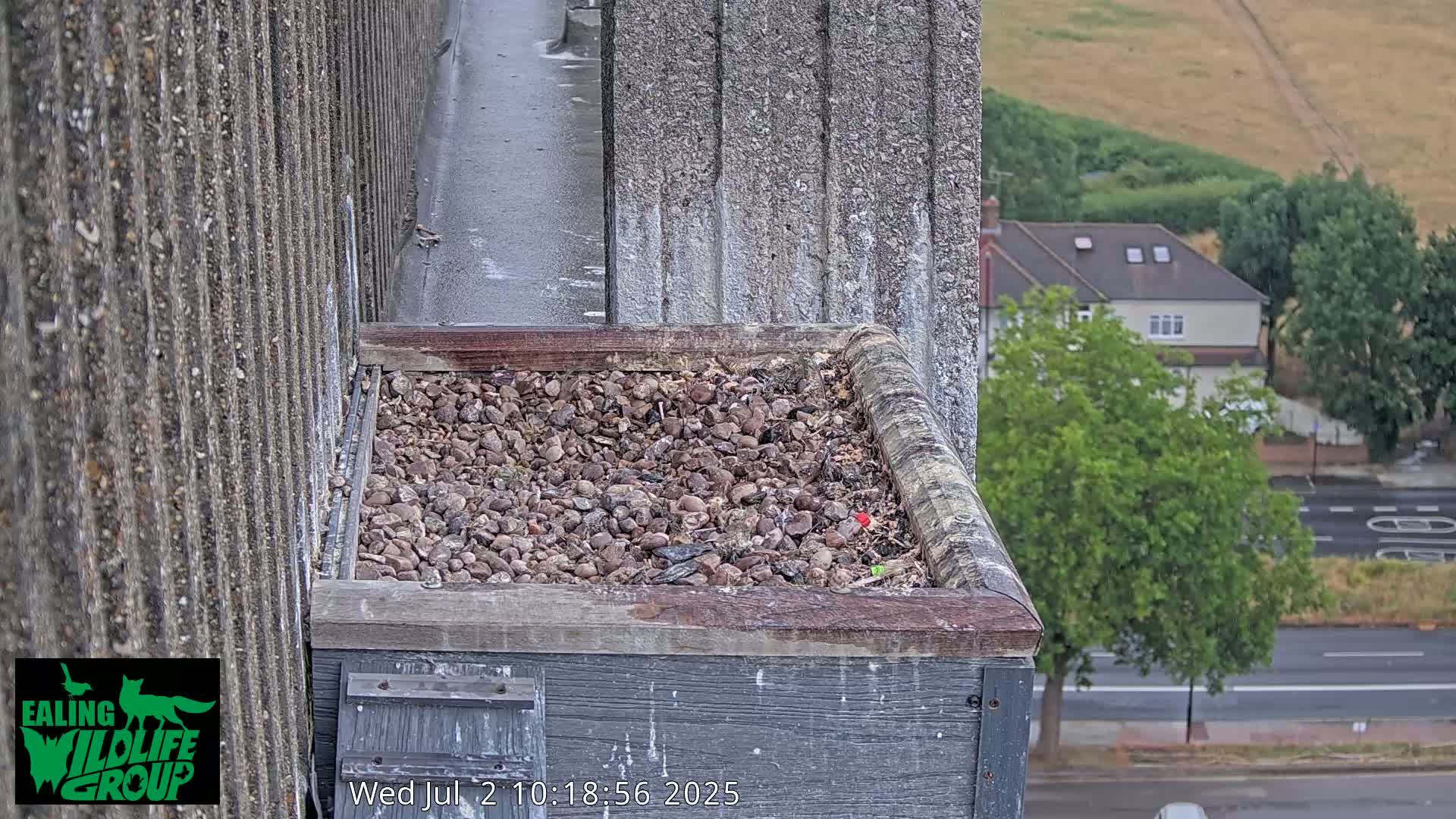 Ealing A4020/ Uxbridge Rd & Ealing’s Peregrine Falcons Life Live Cam - Ealing, London, England, United Kingdom