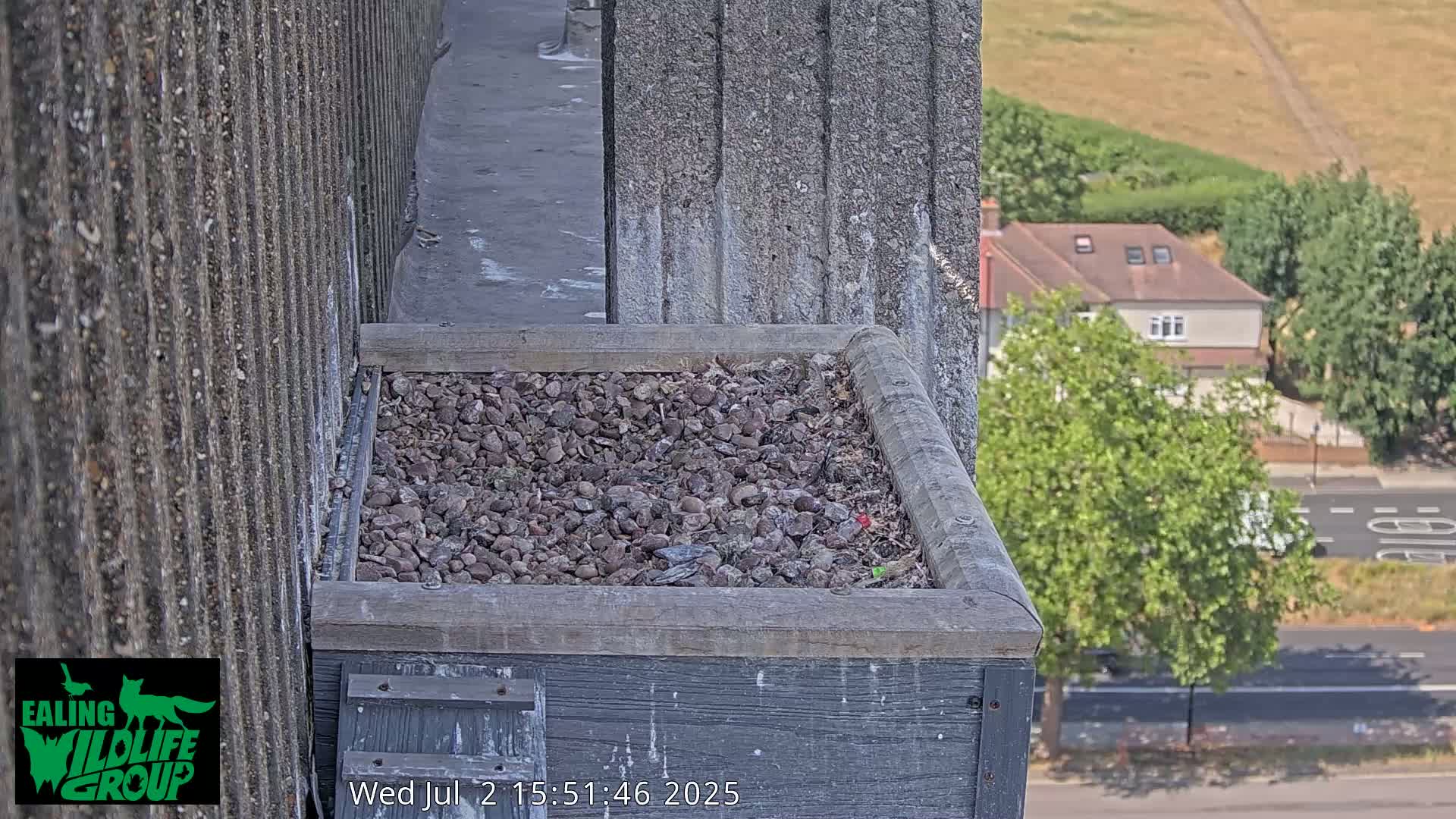 Ealing A4020/ Uxbridge Rd & Ealing’s Peregrine Falcons Life Live Cam - Ealing, London, England, United Kingdom