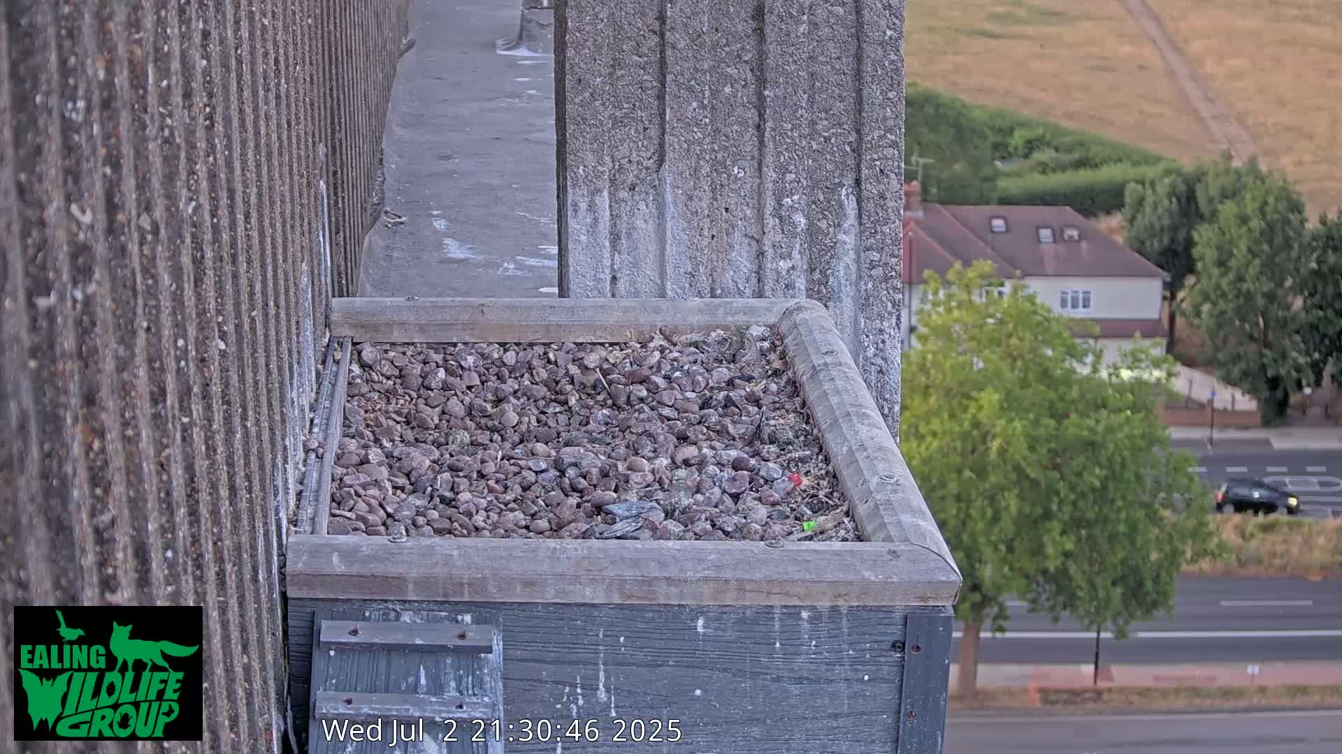 Ealing A4020/ Uxbridge Rd & Ealing’s Peregrine Falcons Life Live Cam - Ealing, London, England, United Kingdom