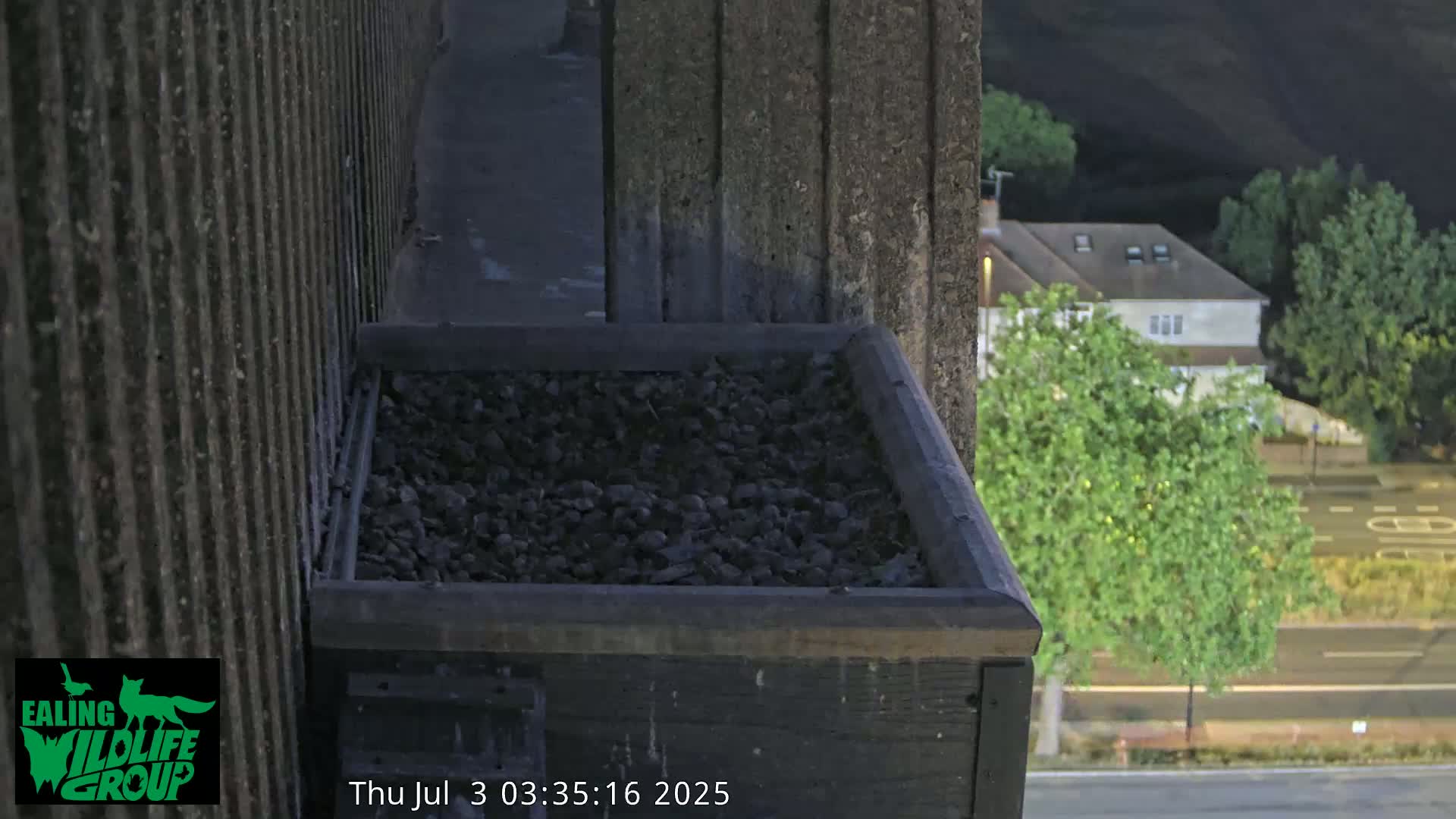 Ealing A4020/ Uxbridge Rd & Ealing’s Peregrine Falcons Life Live Cam - Ealing, London, England, United Kingdom